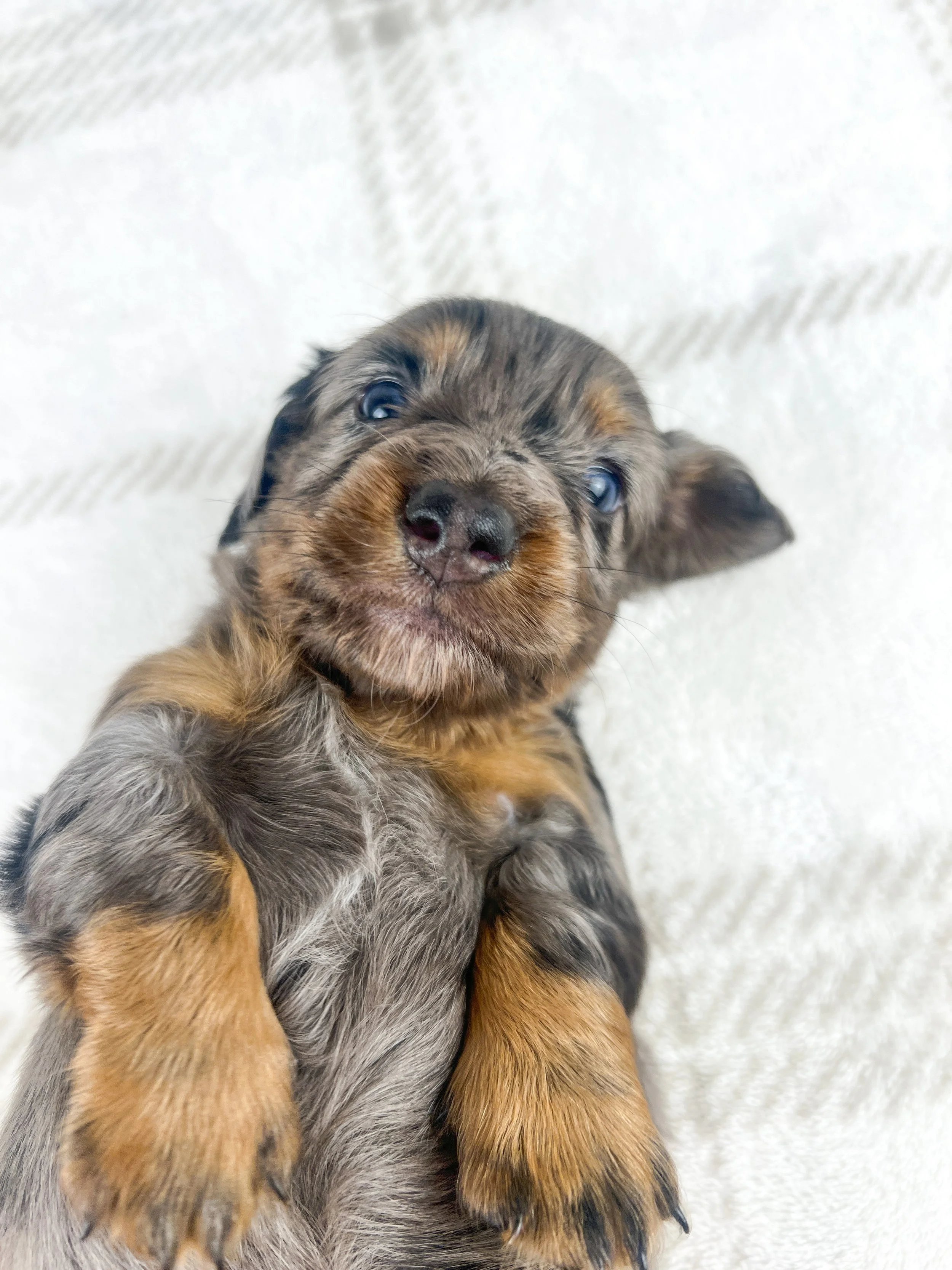 Cadbury aka Winston (RESERVED, longhaired boy)