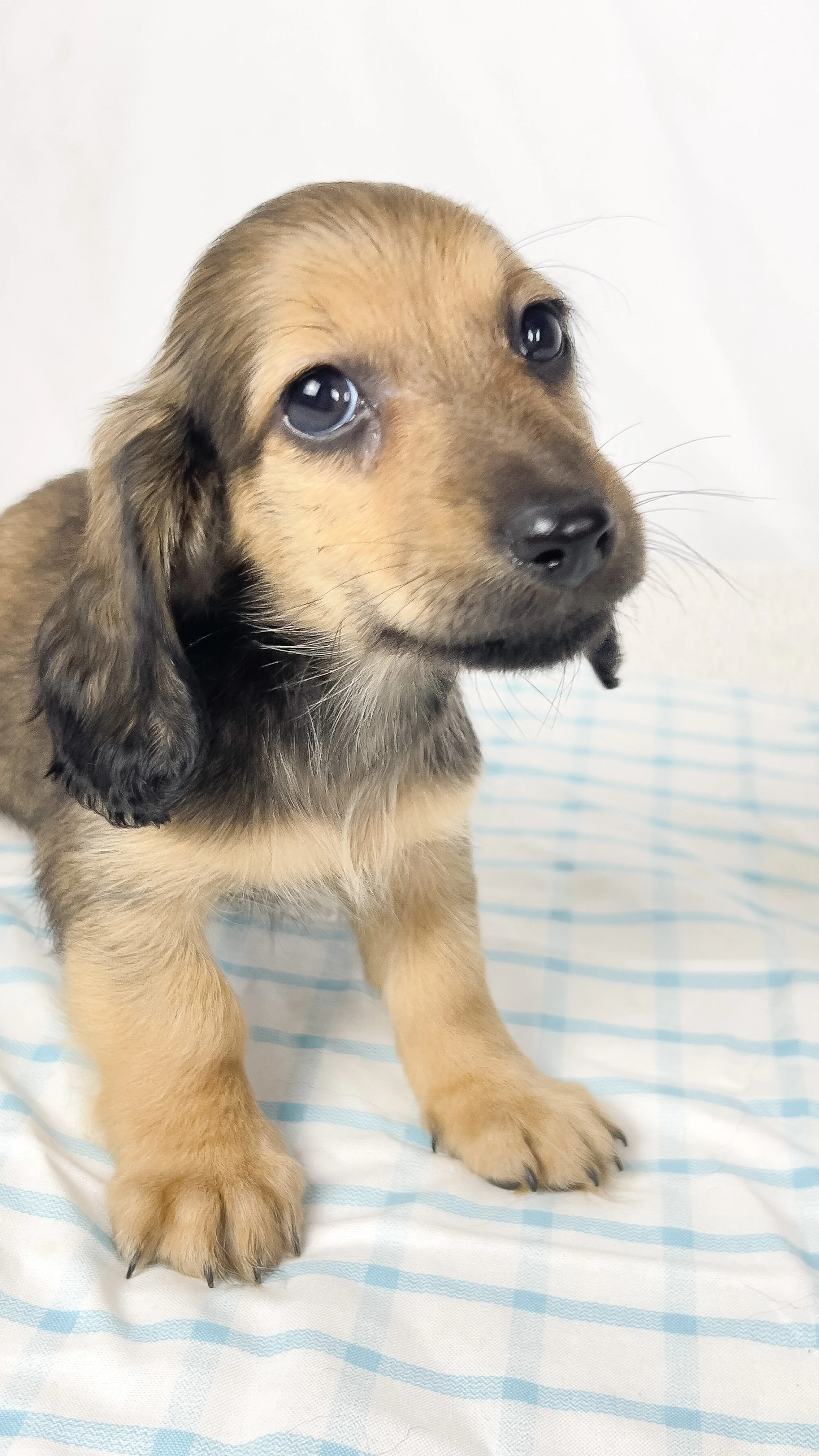 Frank aka Juiceppi (RESERVED, longhaired boy)