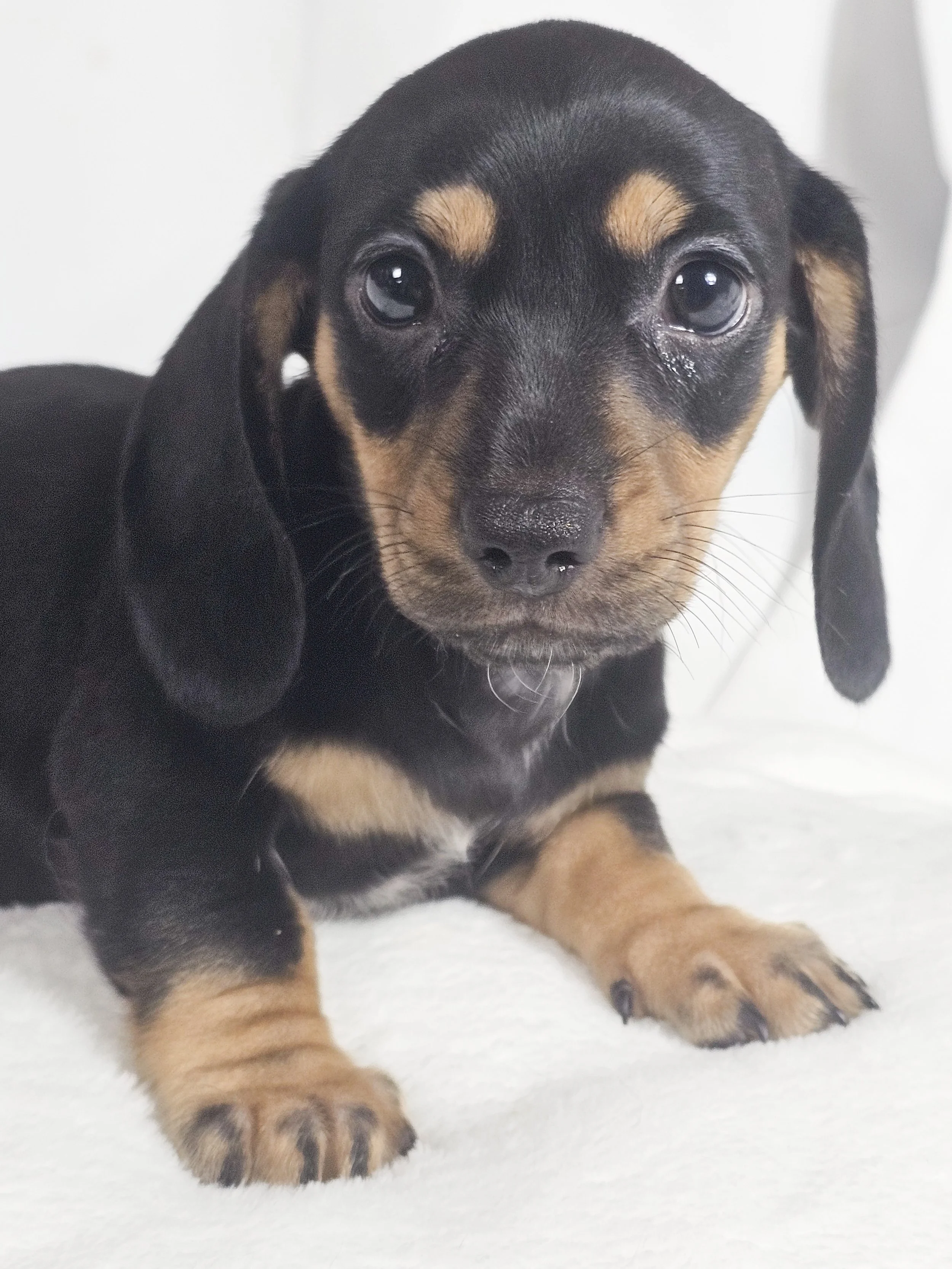 Flamin hot (RESERVED, shorthaired boy)