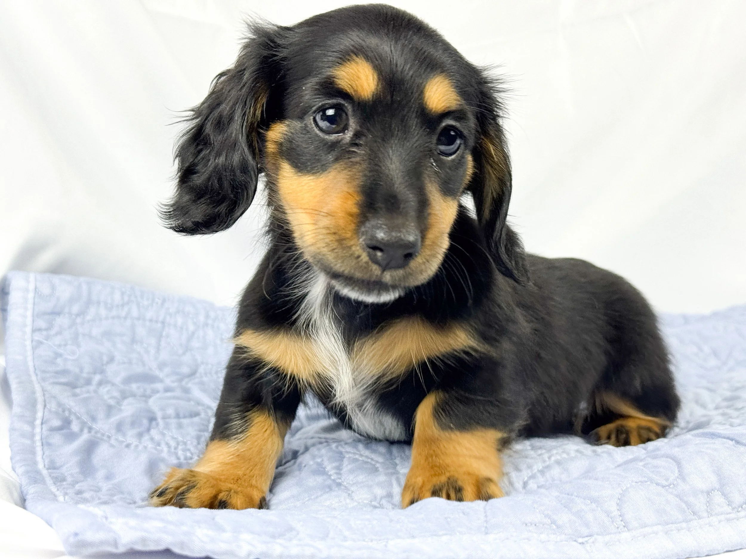 Limon (RESERVED, longhaired girl)