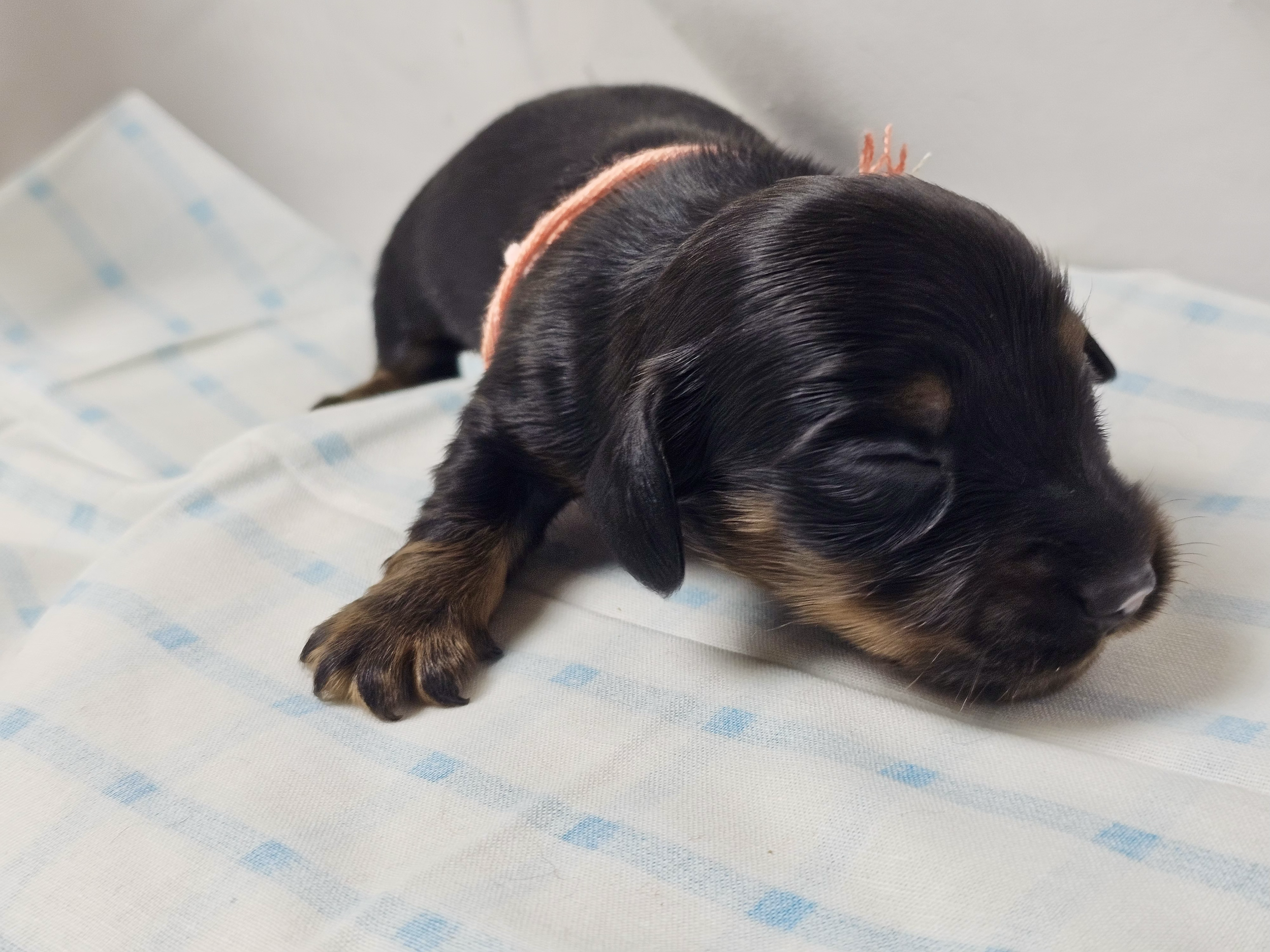 Skittles (longhaired girl, $2500 with a $500 deposit towards total)