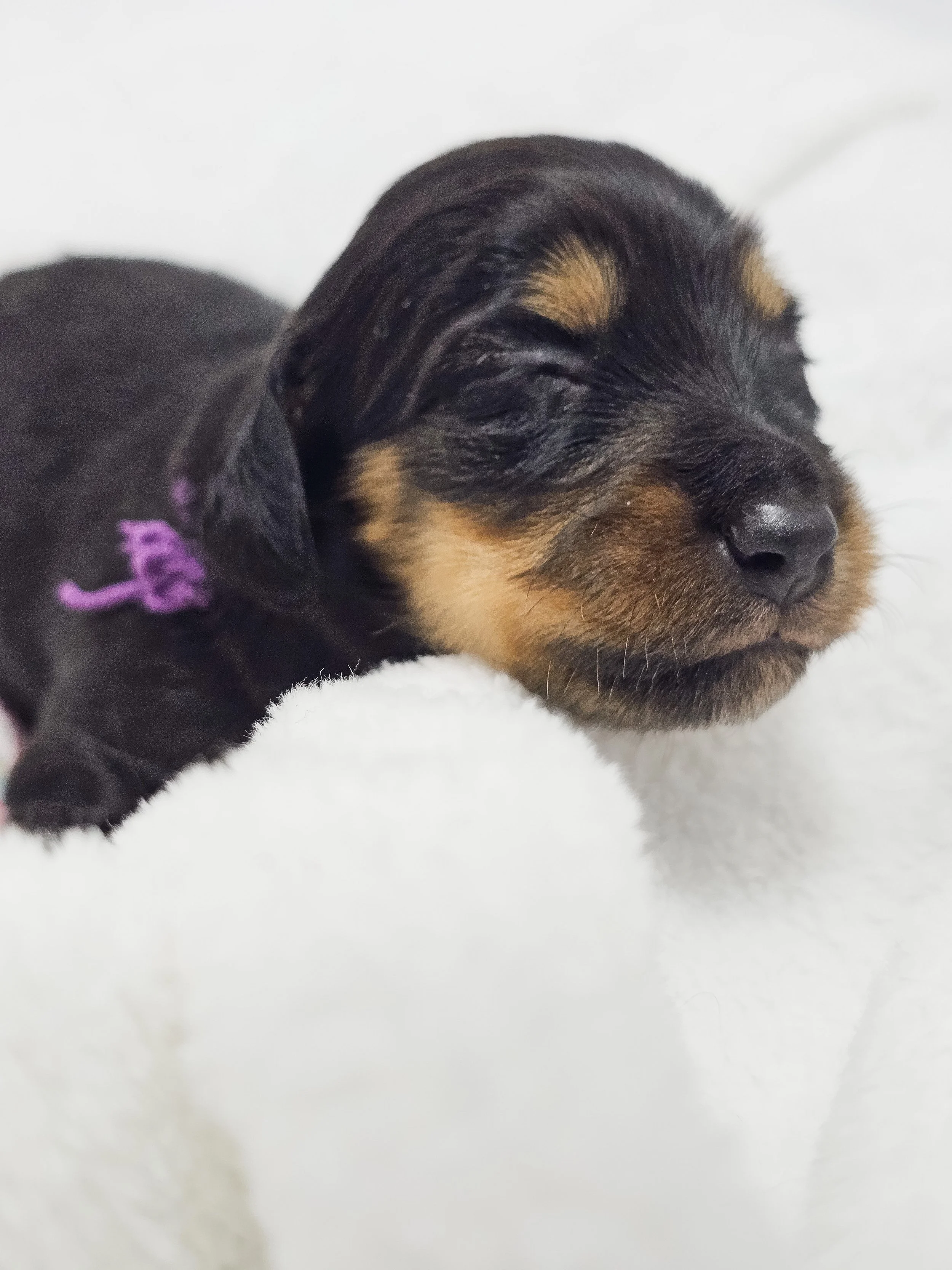 Shore (RESERVED, longhaired girl)