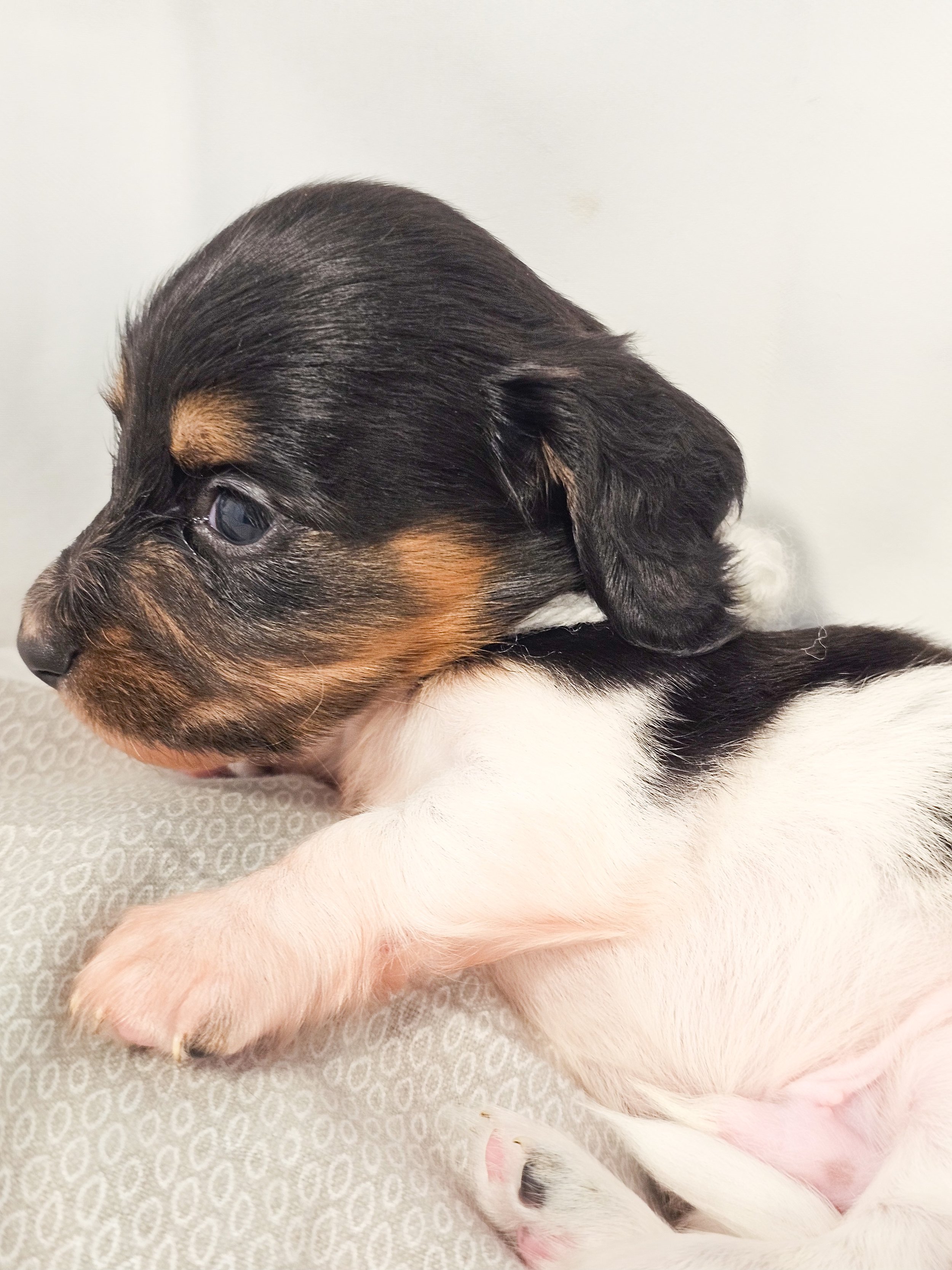 Marshmallow (longhaired boy, $4000 with a $500 deposit towards the total)