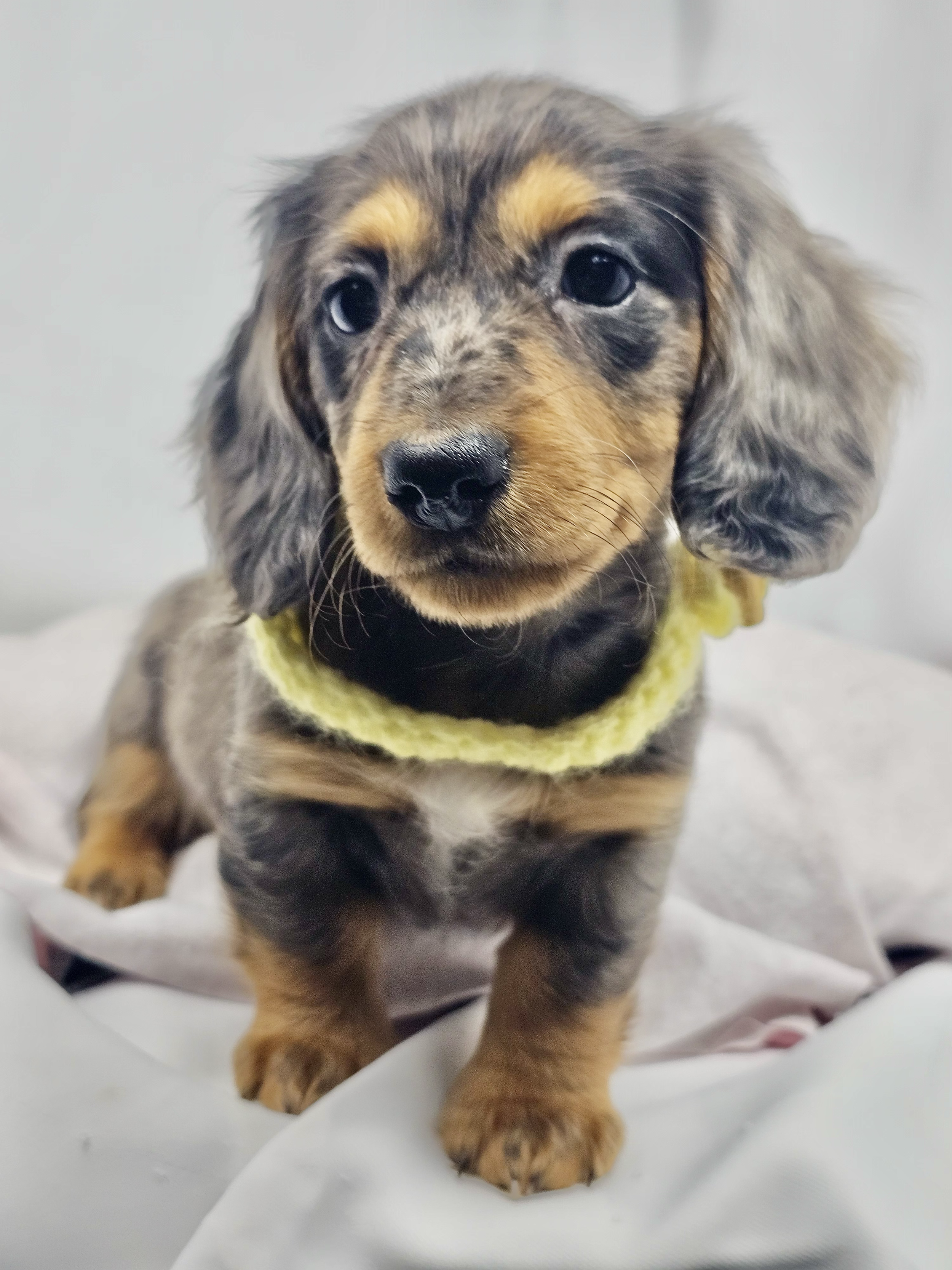 Peeps aka Canela (RESERVED, longhaired girl)