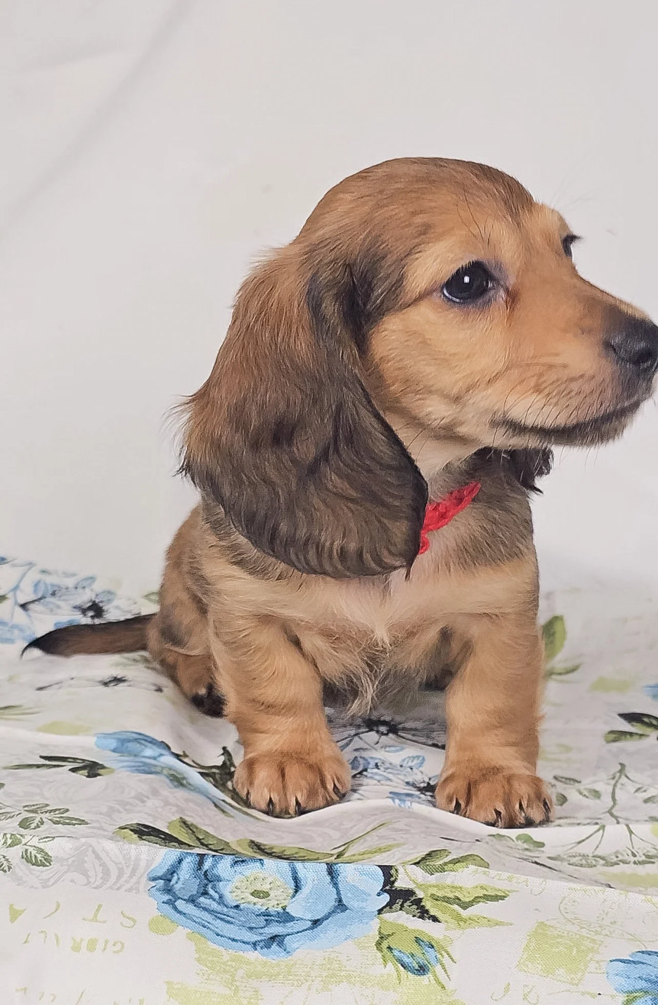 Patty aka Leo (RESERVED, longhaired boy)