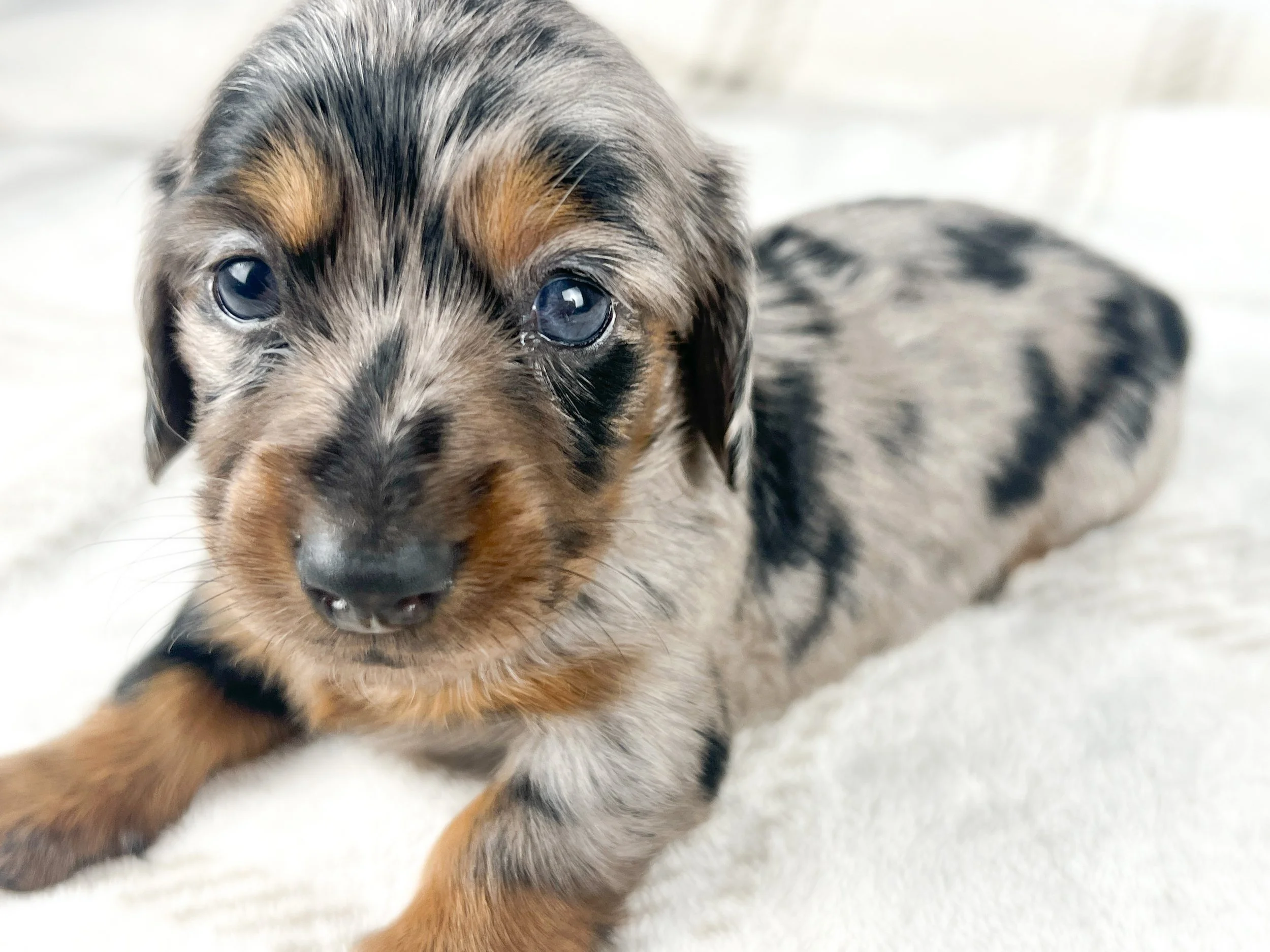 Egg aka Winnie (RESERVED, longhaired girl)