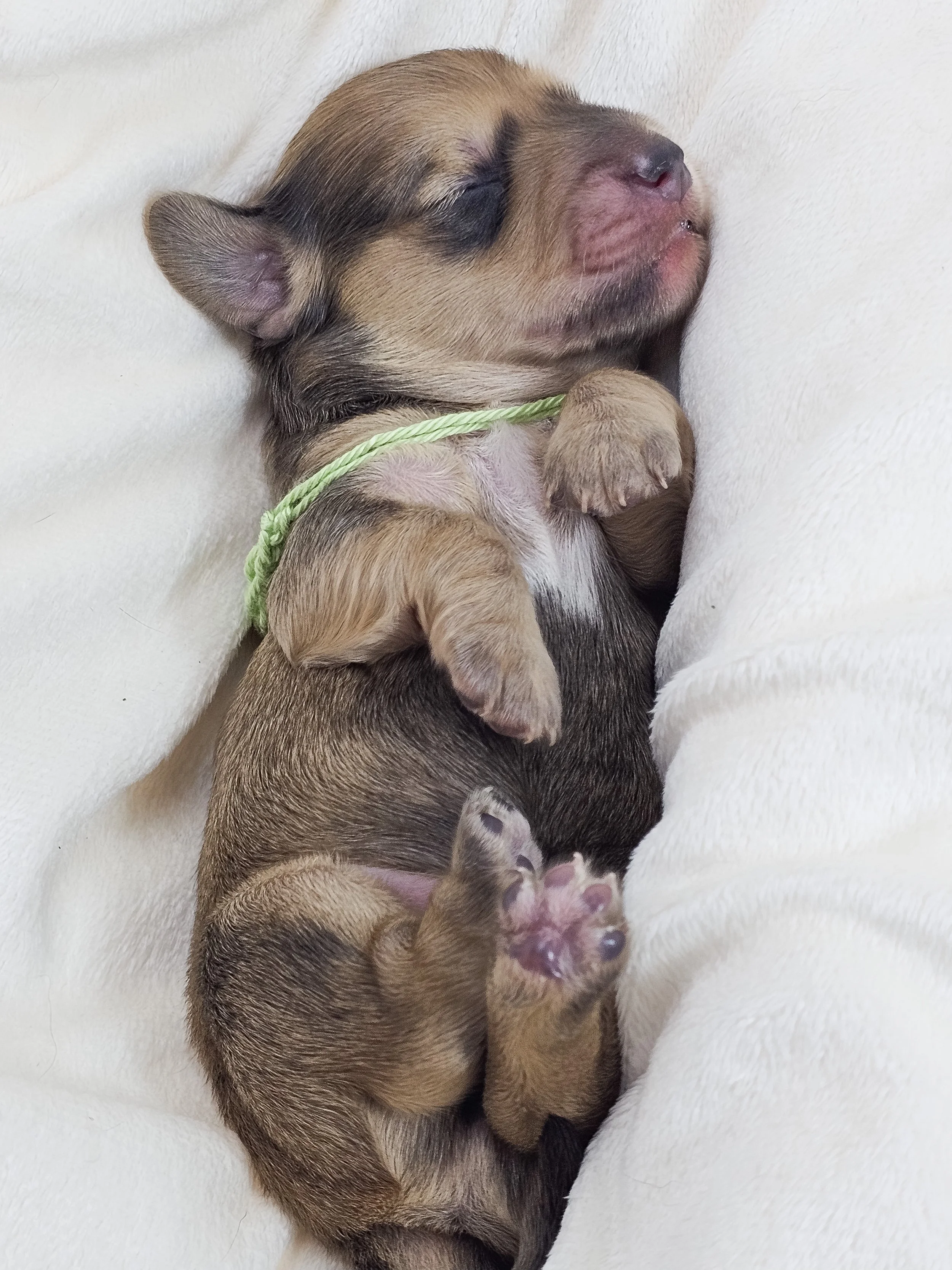 Pickles (longhaired boy, $3300 with a $500 deposit towards total)