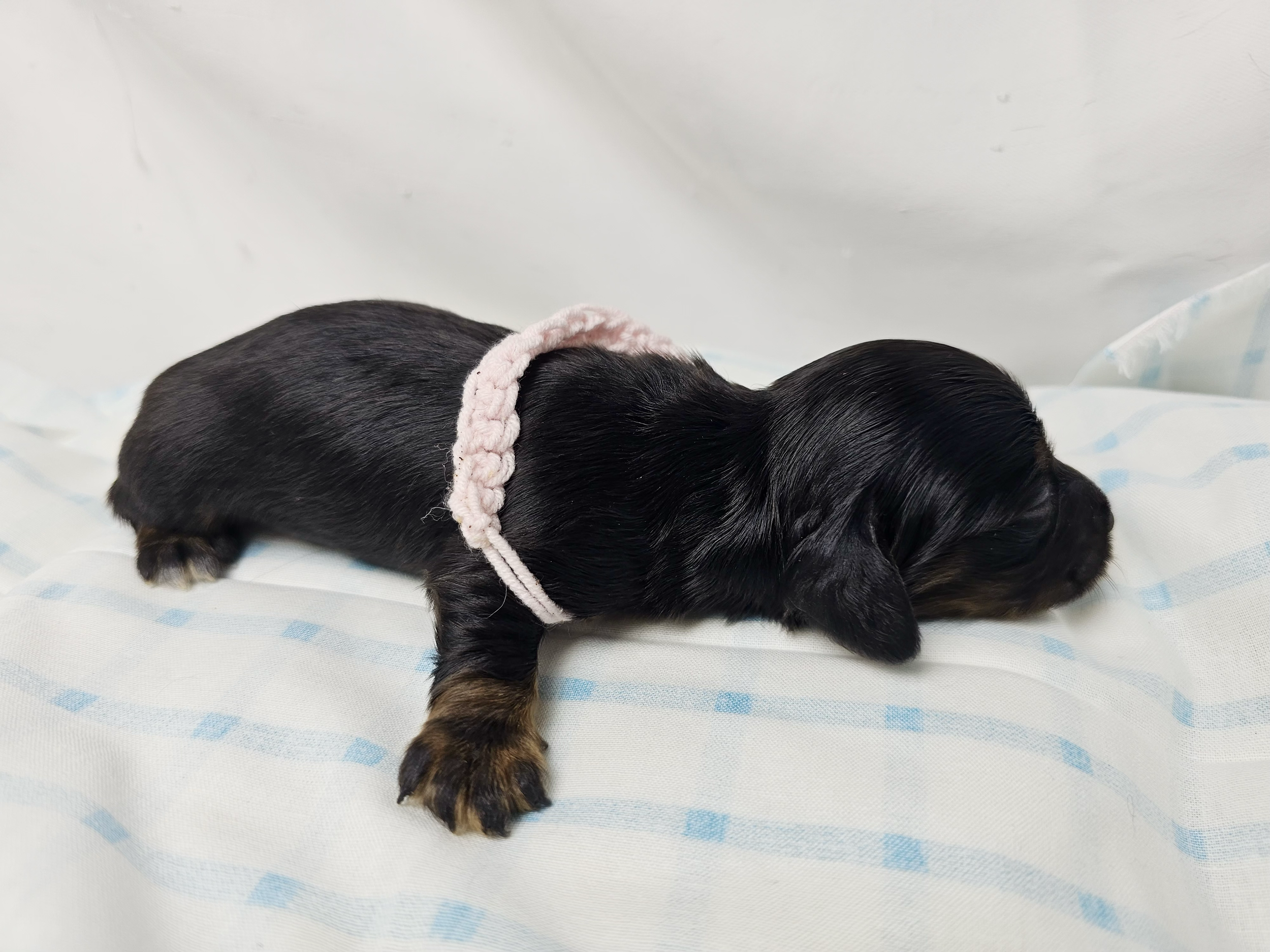 Reese's (longhaired girl, $2500 with a $500 deposit towards total)