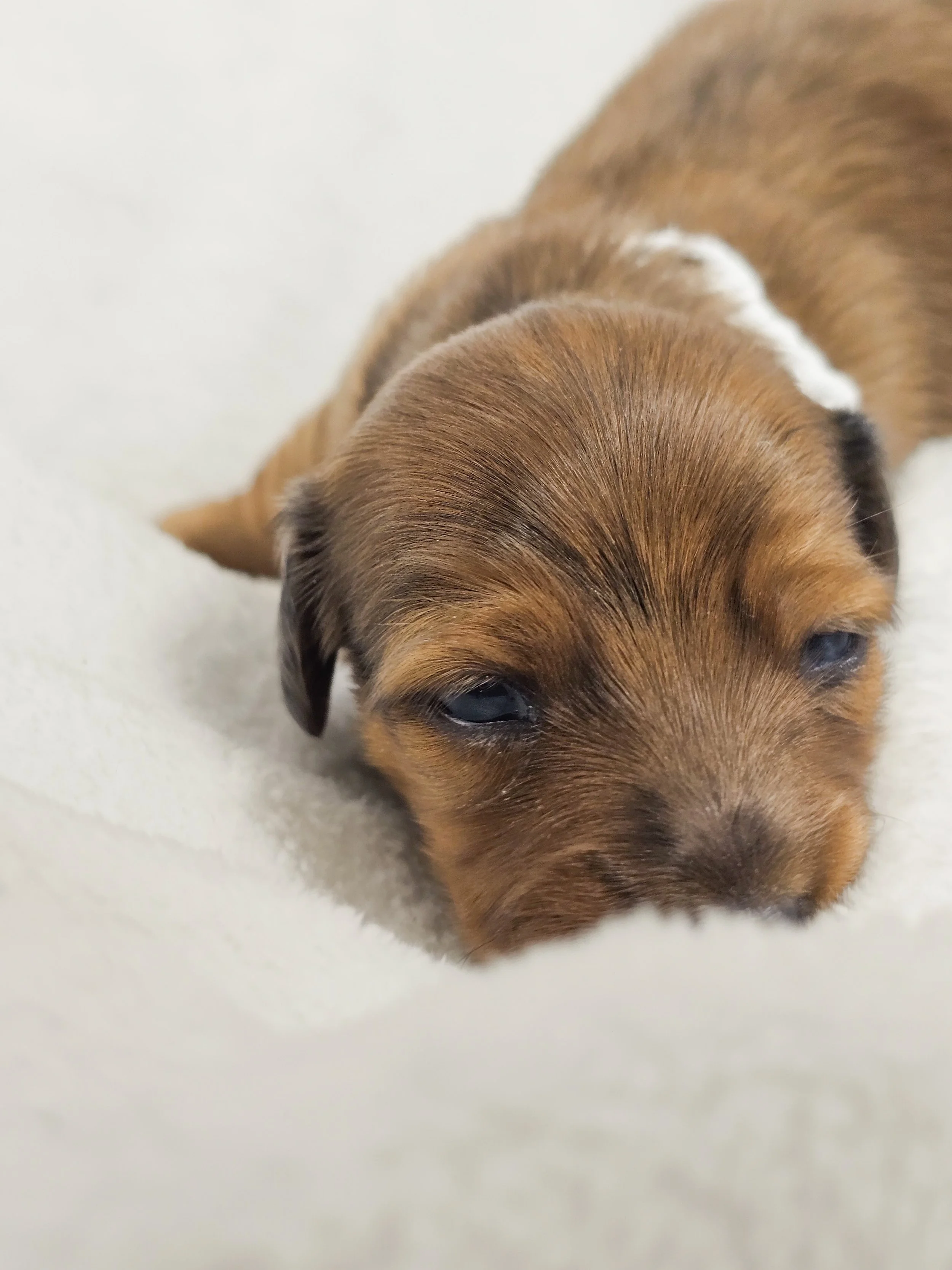 Sand (longhaired girl, $4000 with a $500 deposit towards total)