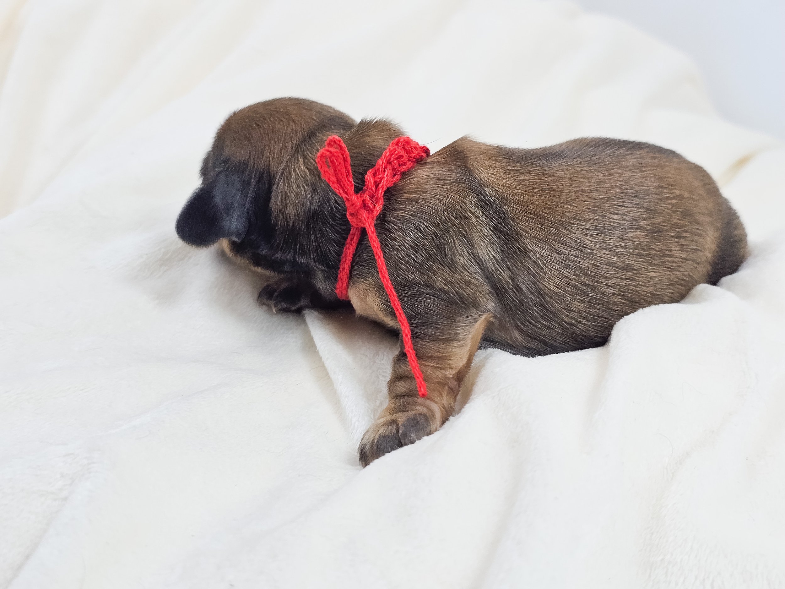 Patty (longhaired boy, $3300 with a $500 deposit towards total)