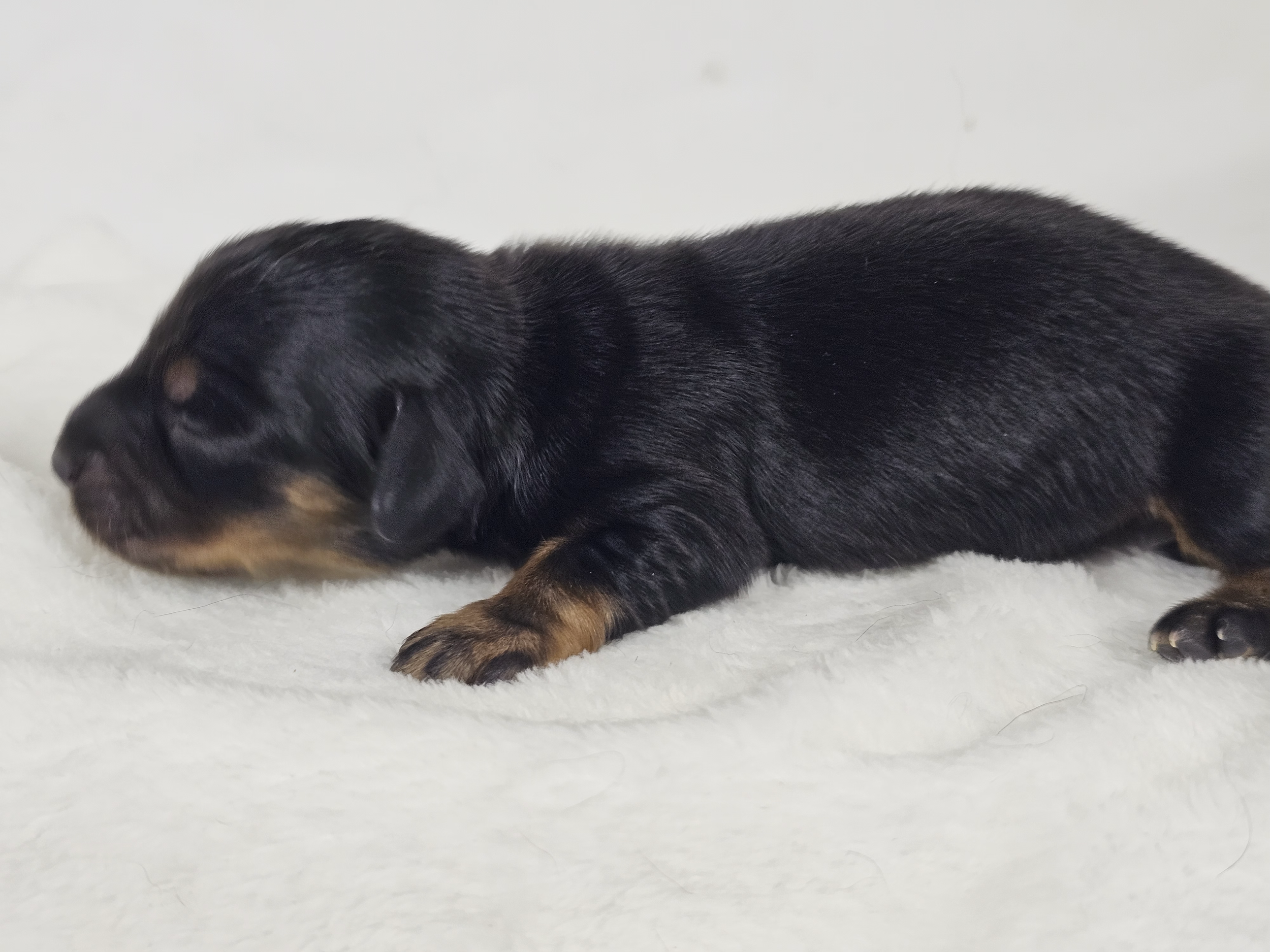 Limon (longhaired girl, $3000 with a $500 deposit towards total)