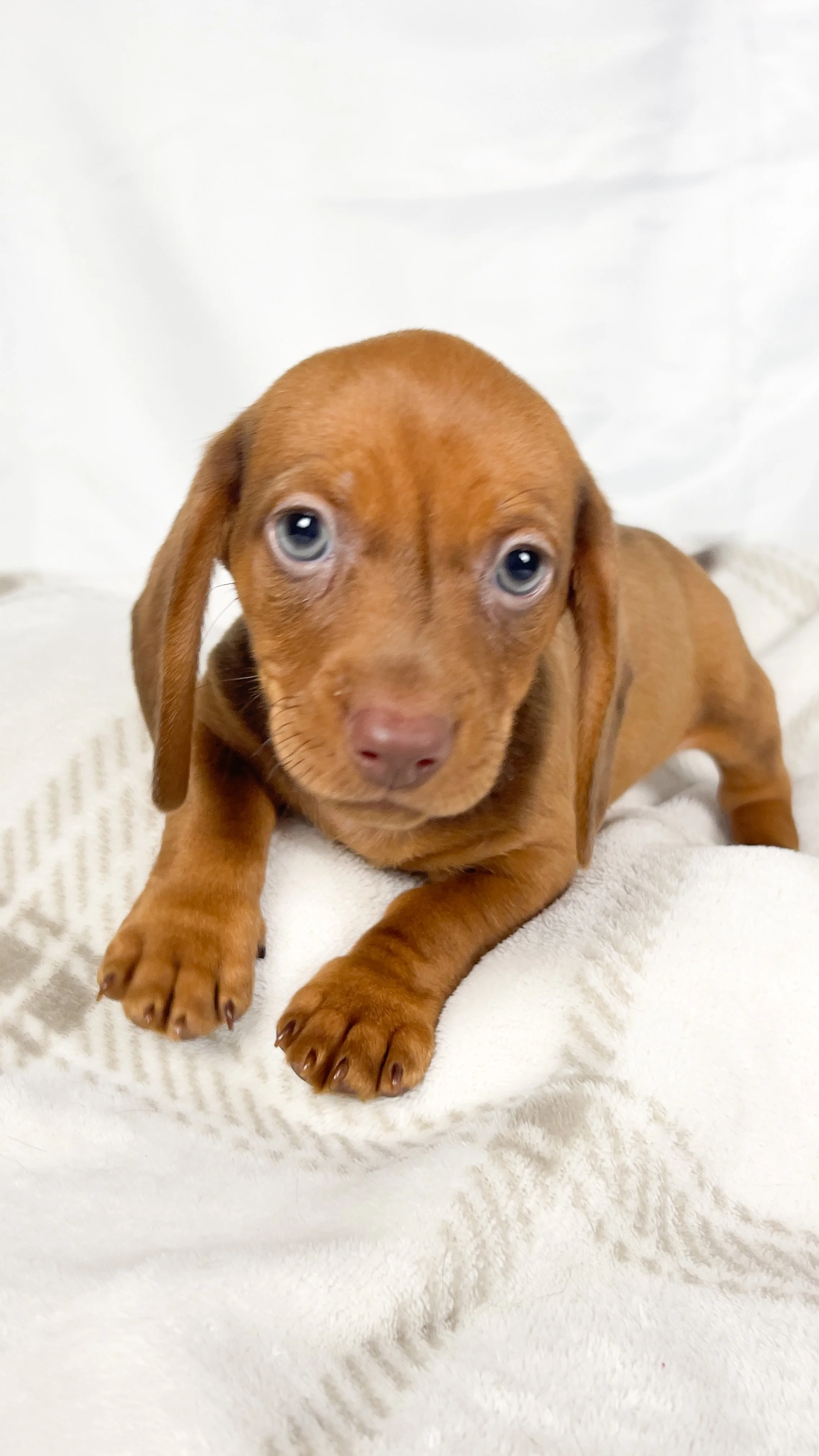 Thai tea (RESERVED, shorthaired boy)