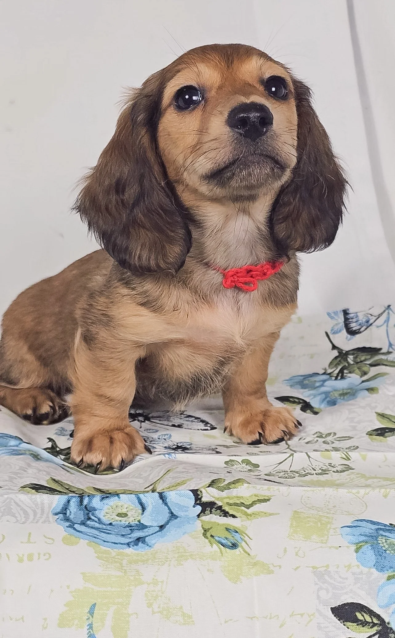 Patty aka Leo (RESERVED, longhaired boy)