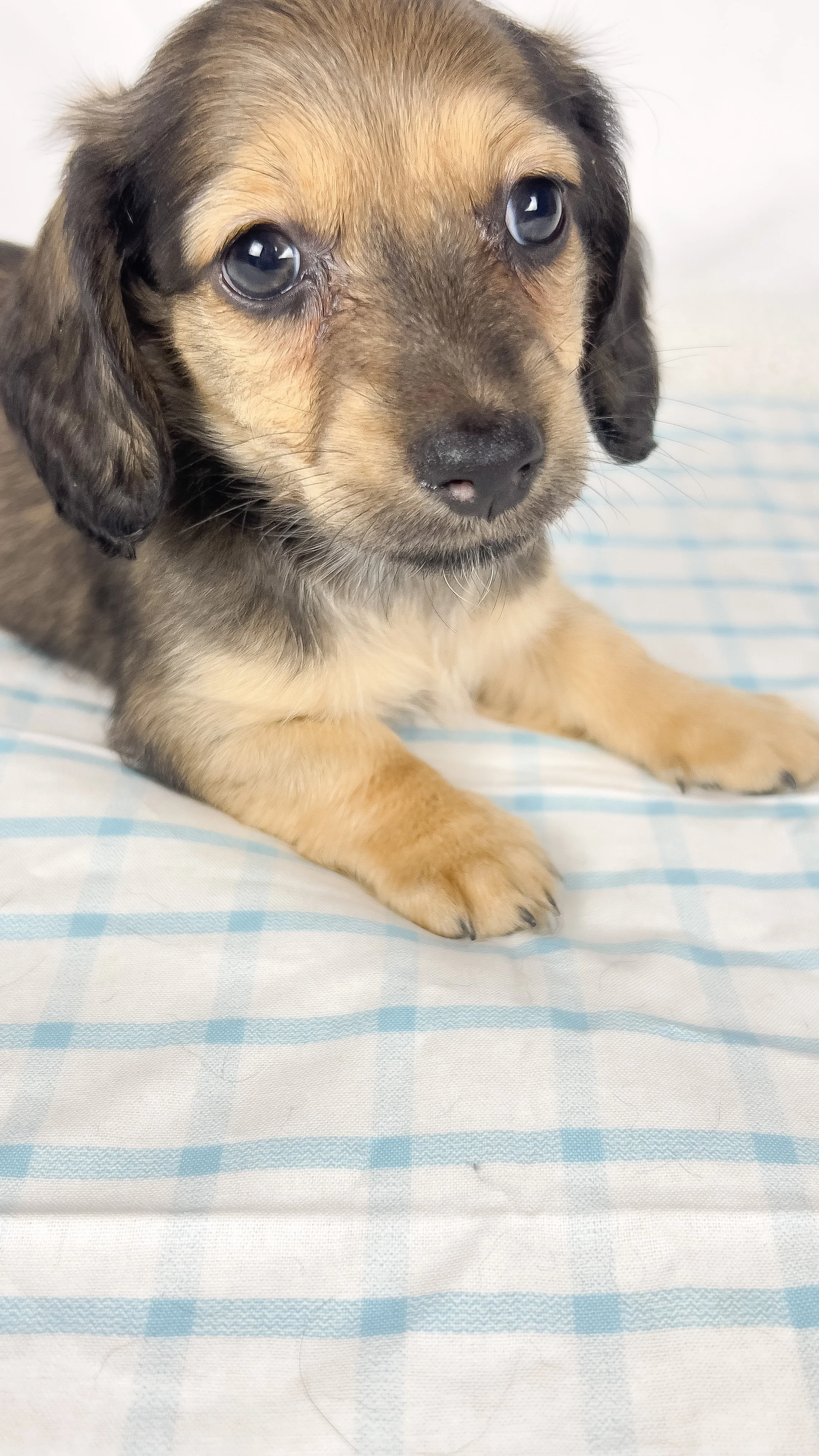 Slice (RESERVED, longhaired boy)