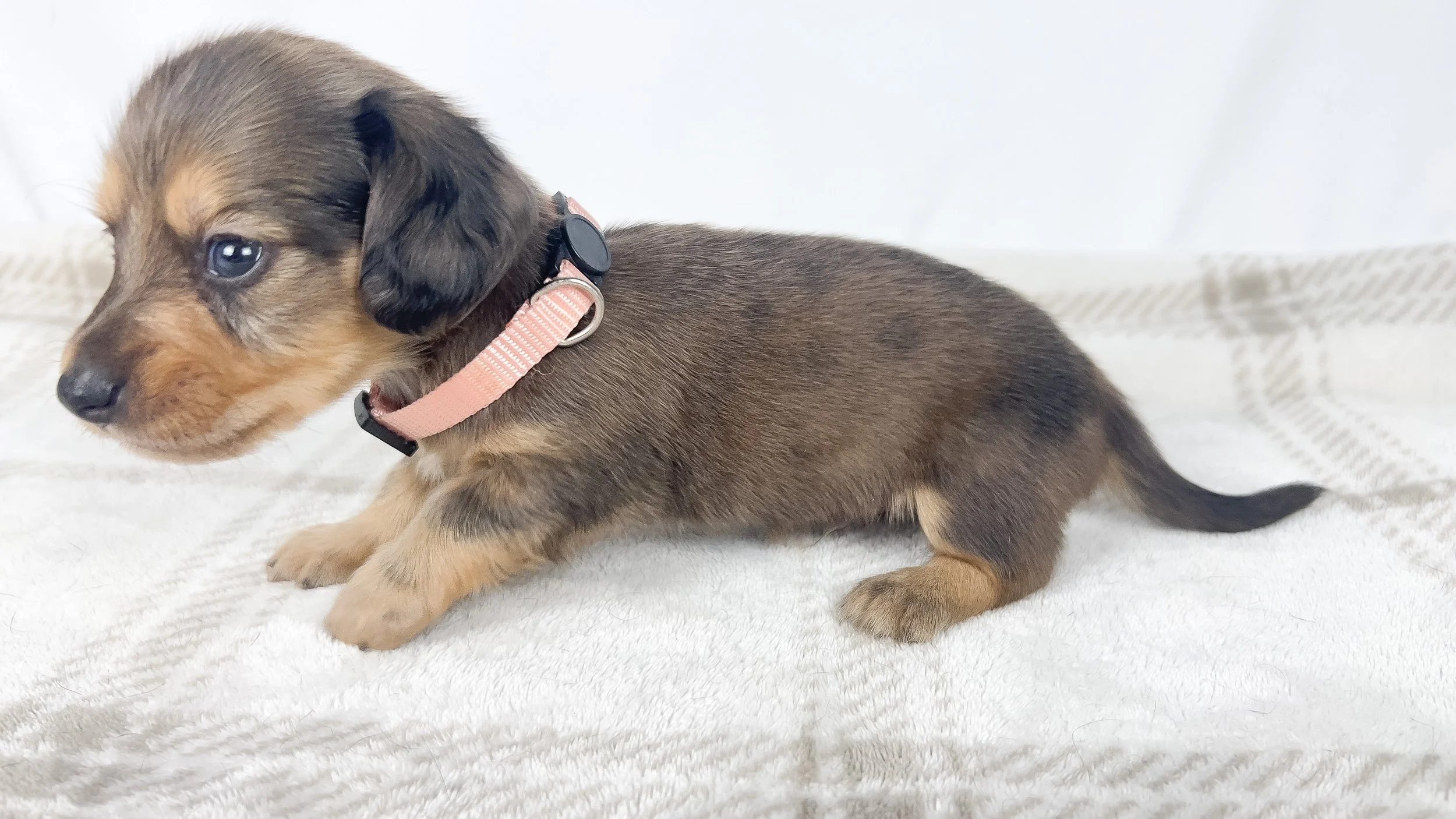 Cherry (longhaired boy, $3000 with a $500 deposit towards total)