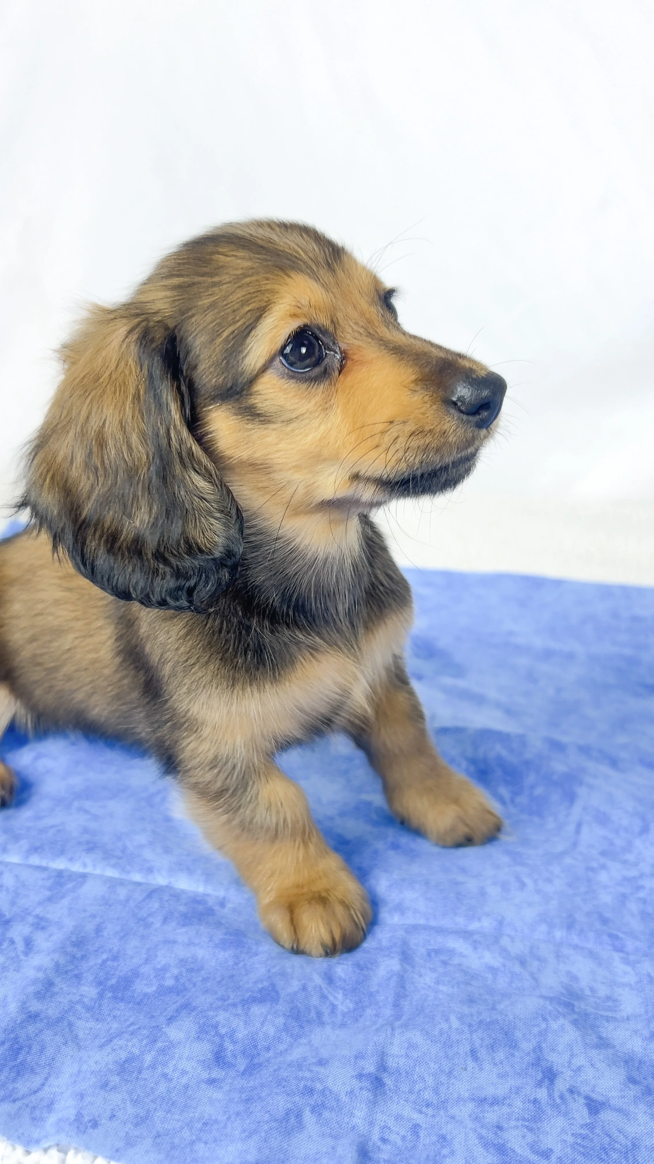 Whip cream (RESERVED, longhaired girl)