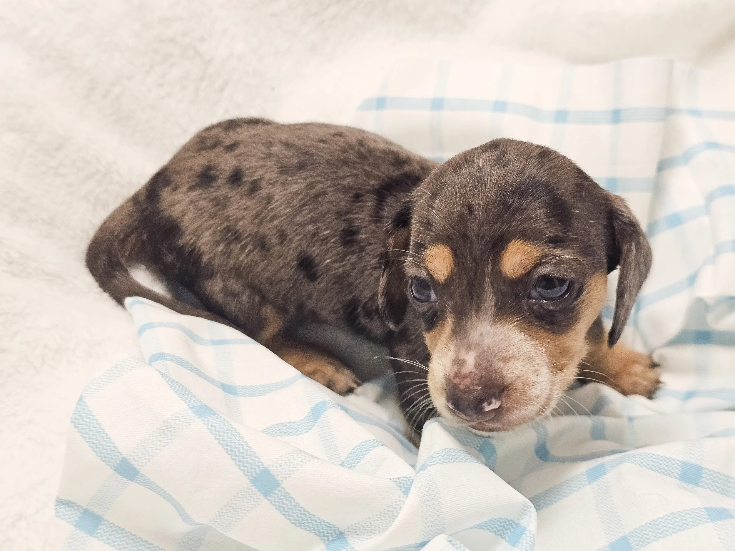 Chili cheese (shorthaired boy, $2500 with a $500 deposit towards total)