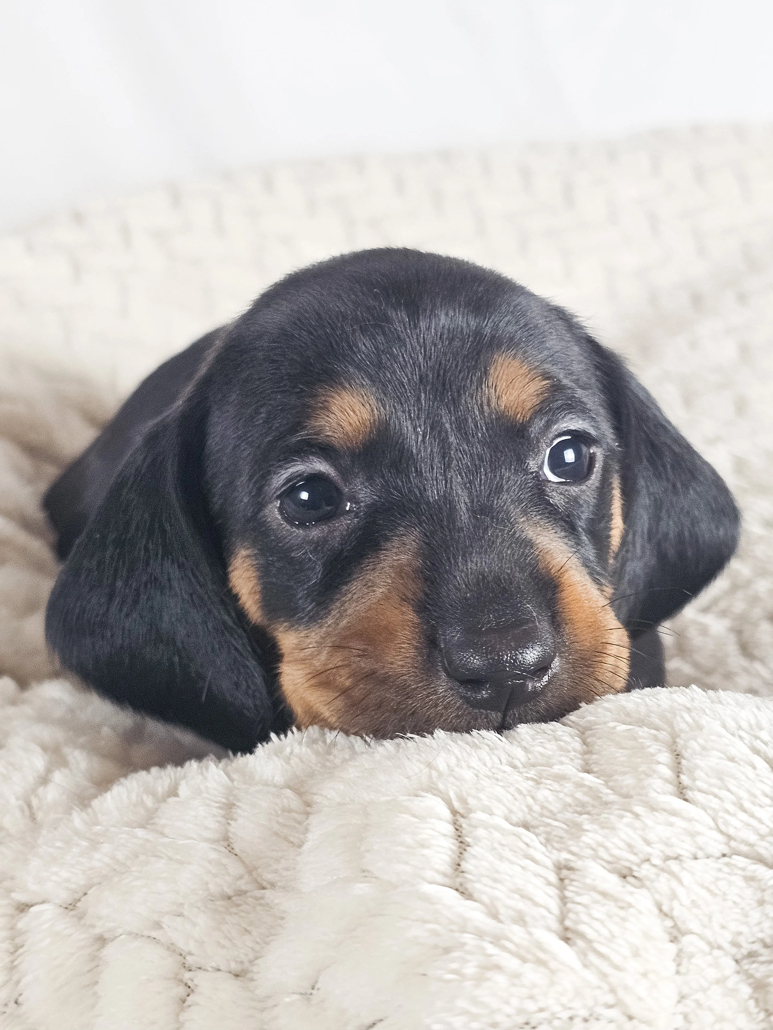 Mango (shorthaired girl, $2000 with a $500 deposit towards total)