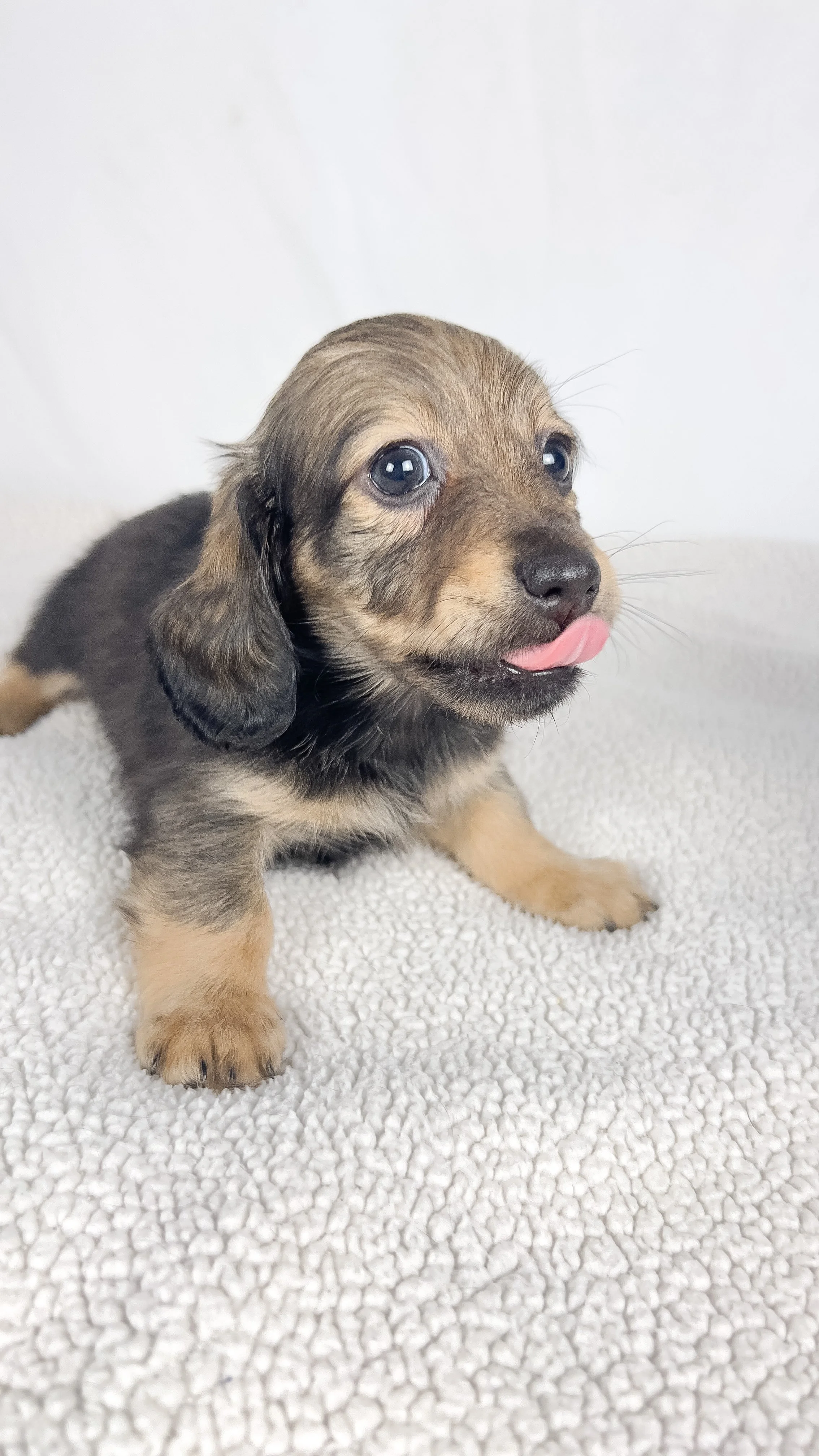 Sundae (RESERVED, longhaired girl)