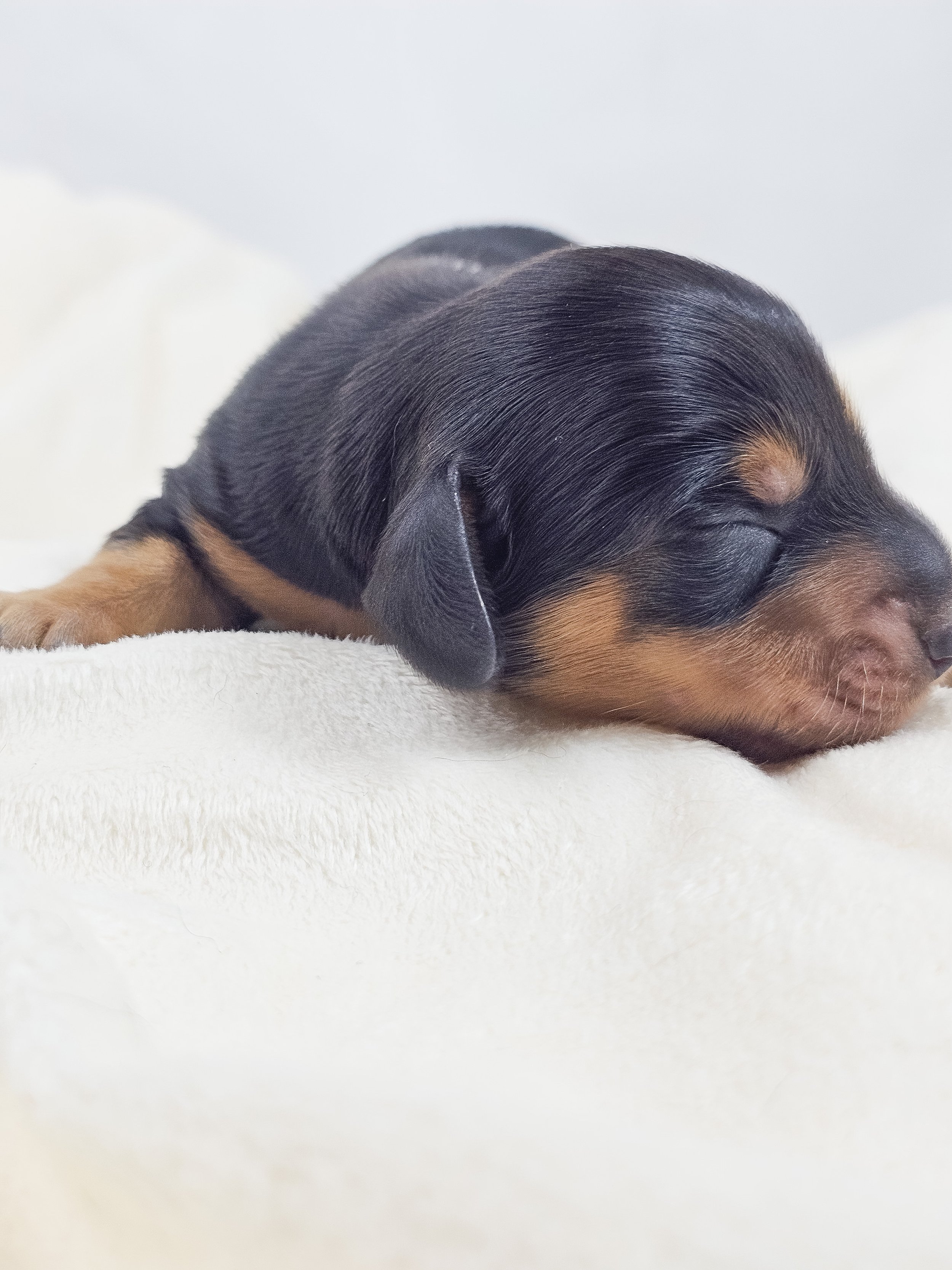 Cheese (longhaired boy, $3300 with a $500 deposit towards total)