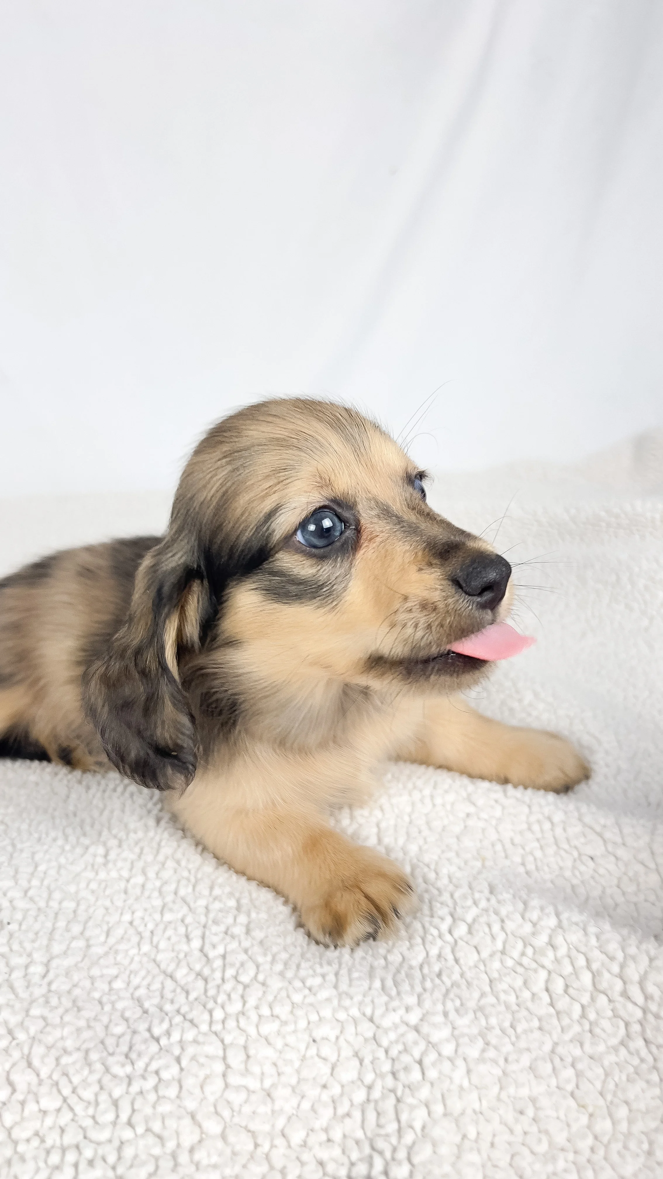 Chicken bake (RESERVED, longhaired boy)