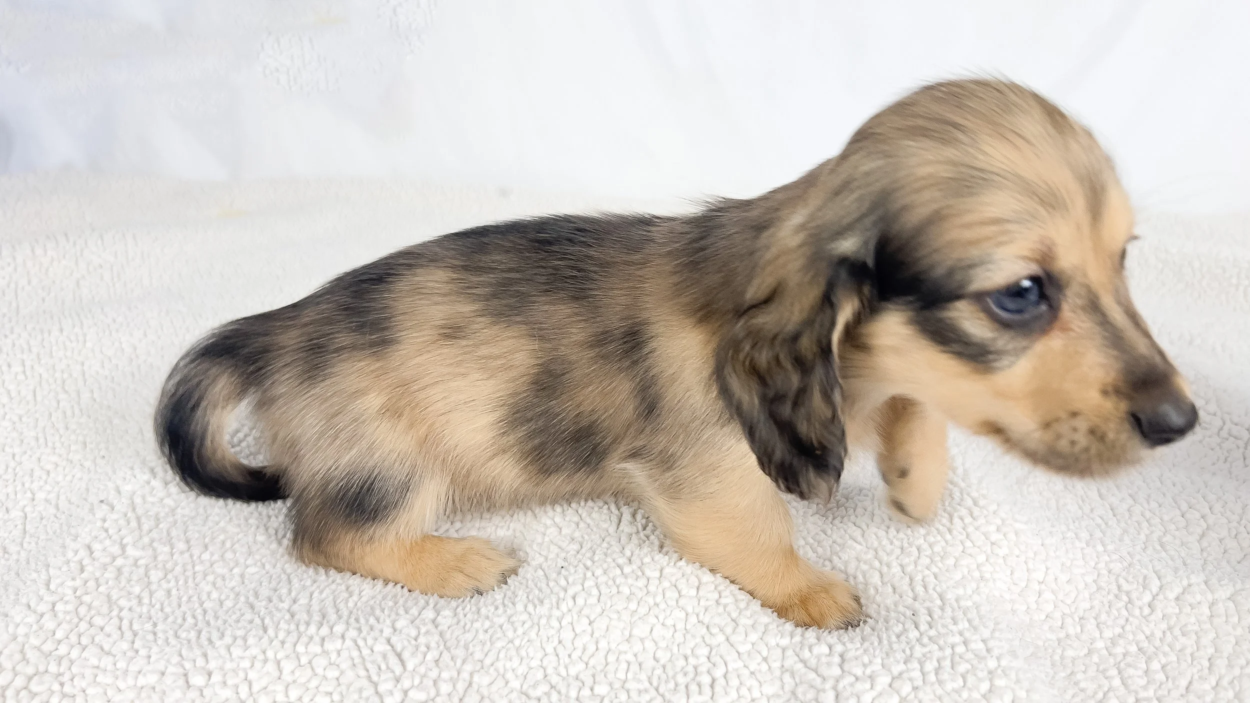 Chicken bake (RESERVED, longhaired boy)