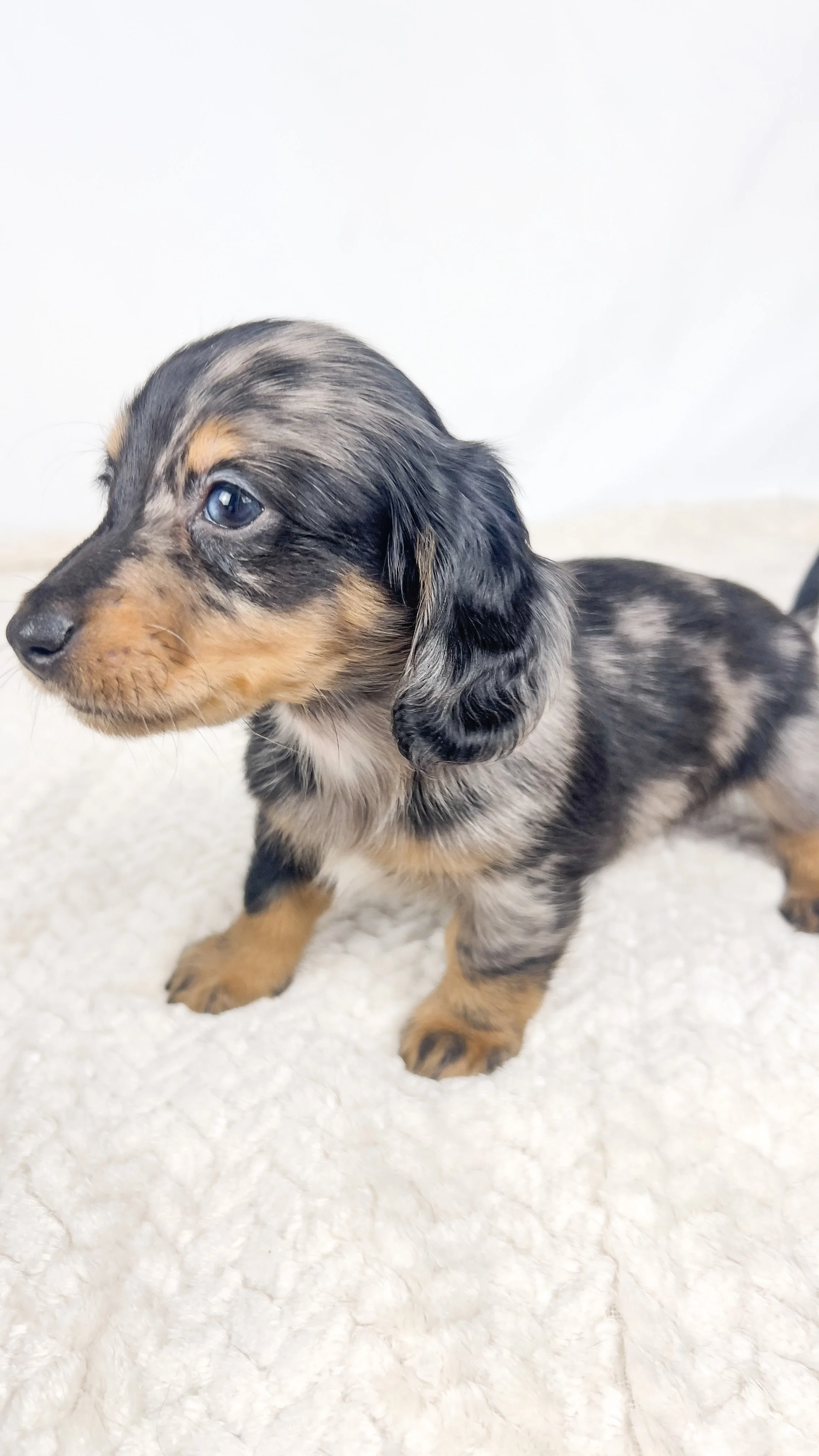 Chocolate aka Frankie (RESERVED, longhaired boy)