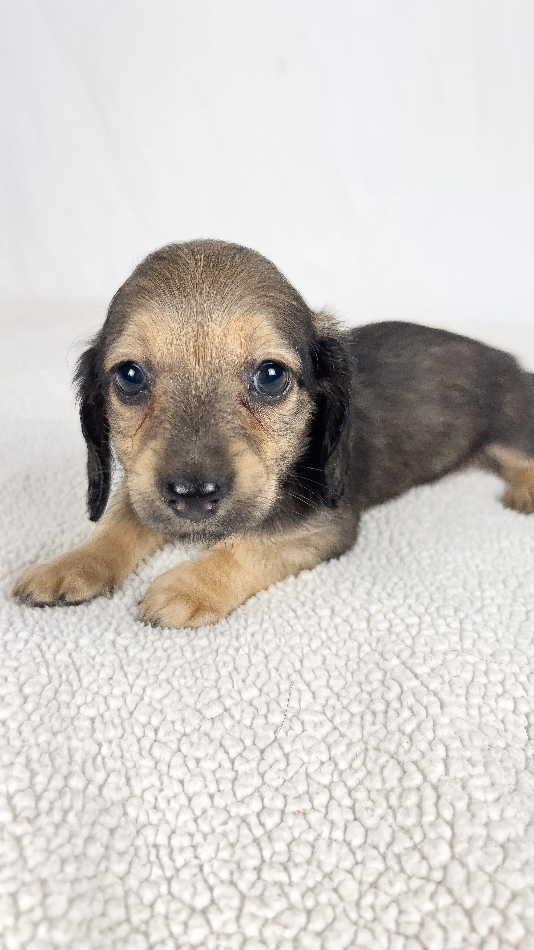 Slice (longhaired boy, $3000 with a $500 deposit towards total)