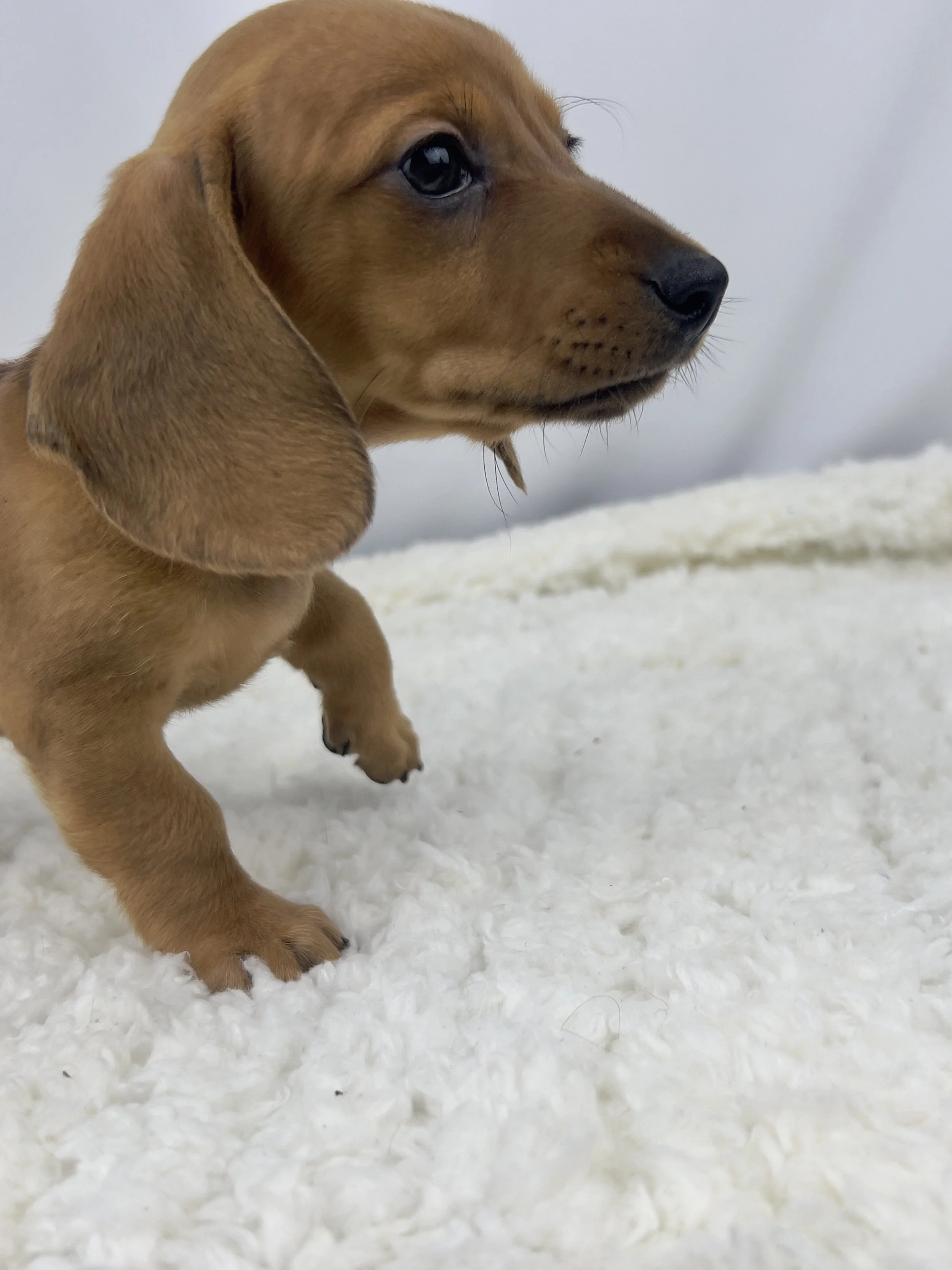 Apple Crisp (RESERVED, shorthaired girl)