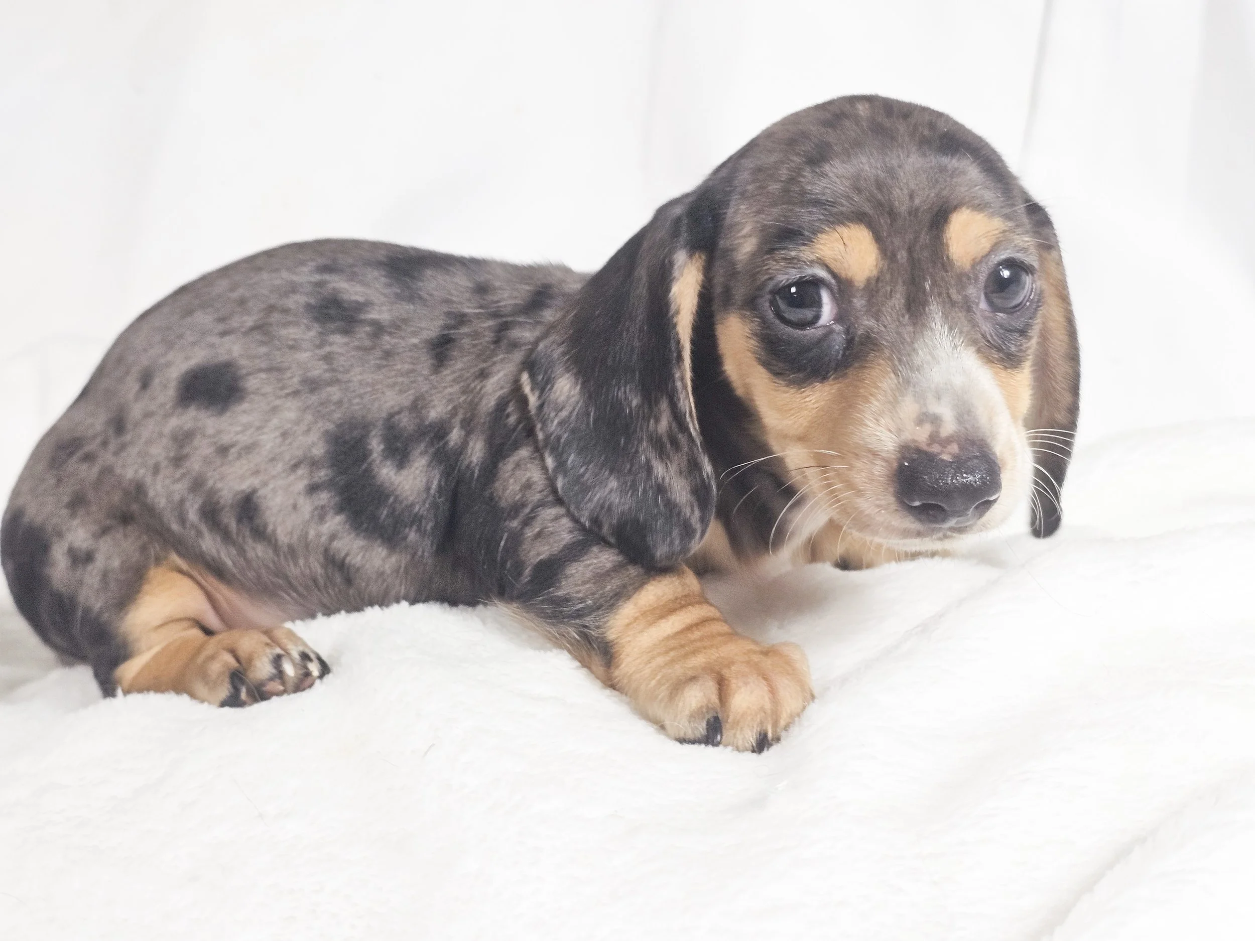 Chili cheese (RESERVED, shorthaired boy)