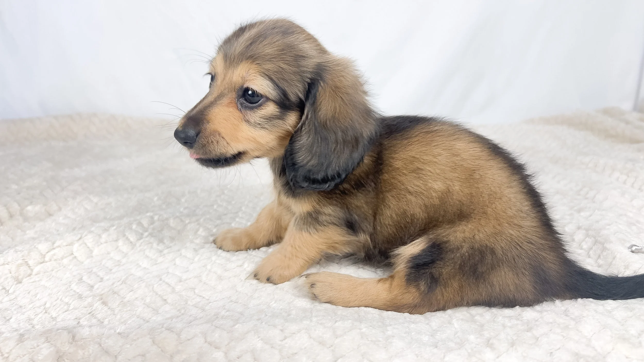 Whip cream (RESERVED, longhaired girl)