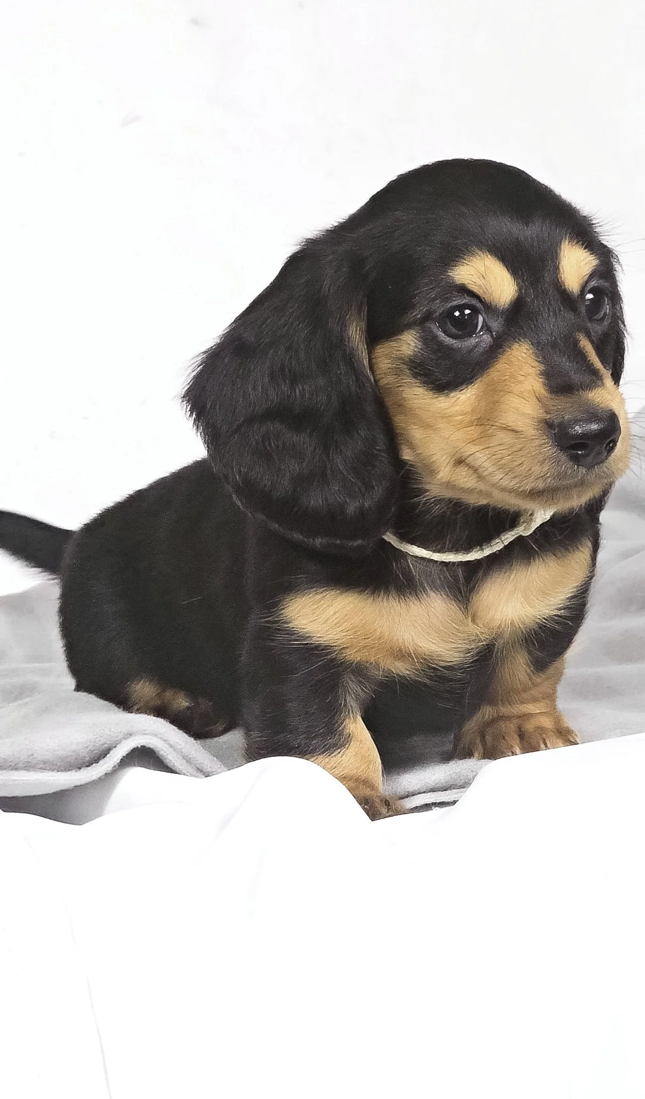 Cheese (RESERVED, longhaired boy)