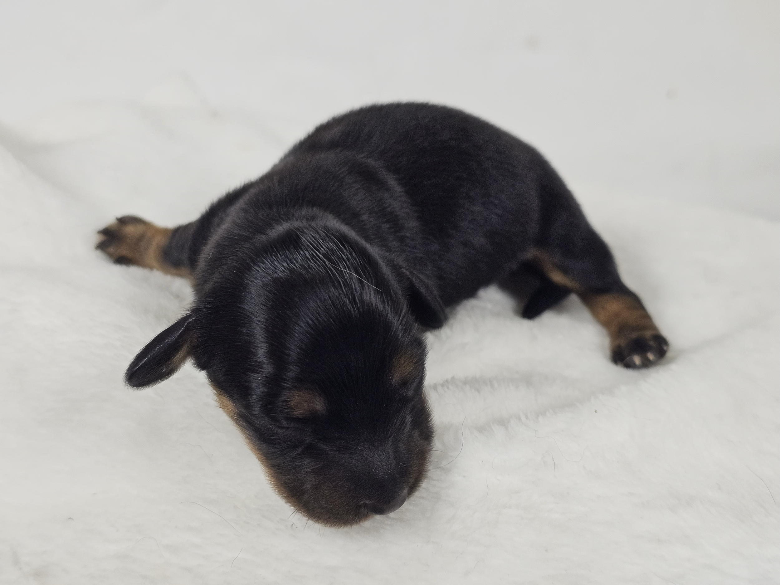 Limon (longhaired girl, $3000 with a $500 deposit towards total)