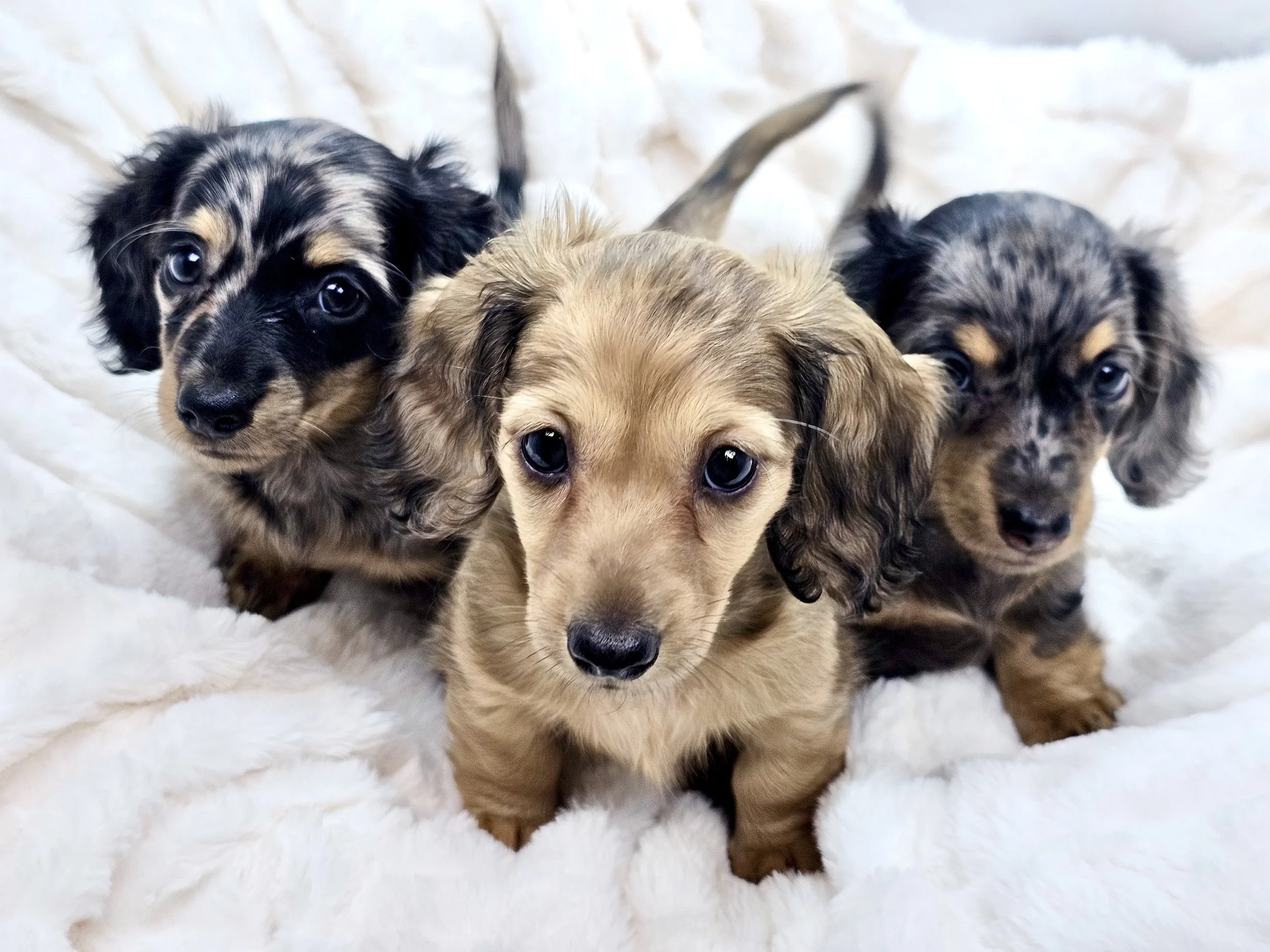 Three adorable Dachshund puppies sitting on a soft, white blanket, looking at the camera.