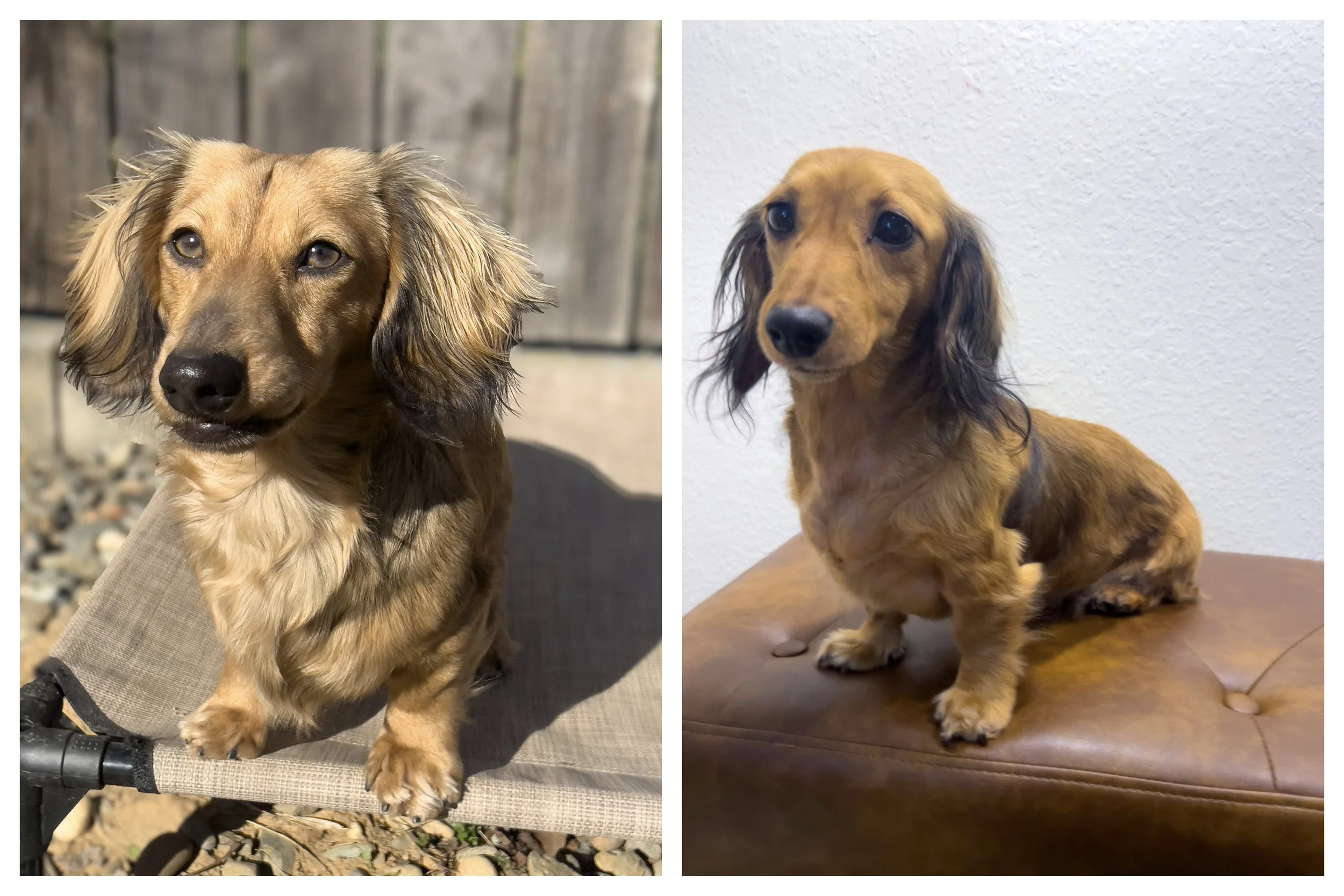 Side-by-side photos of two long-haired dachshund puppies with brown and black fur, both sitting on carpeted floors indoors.