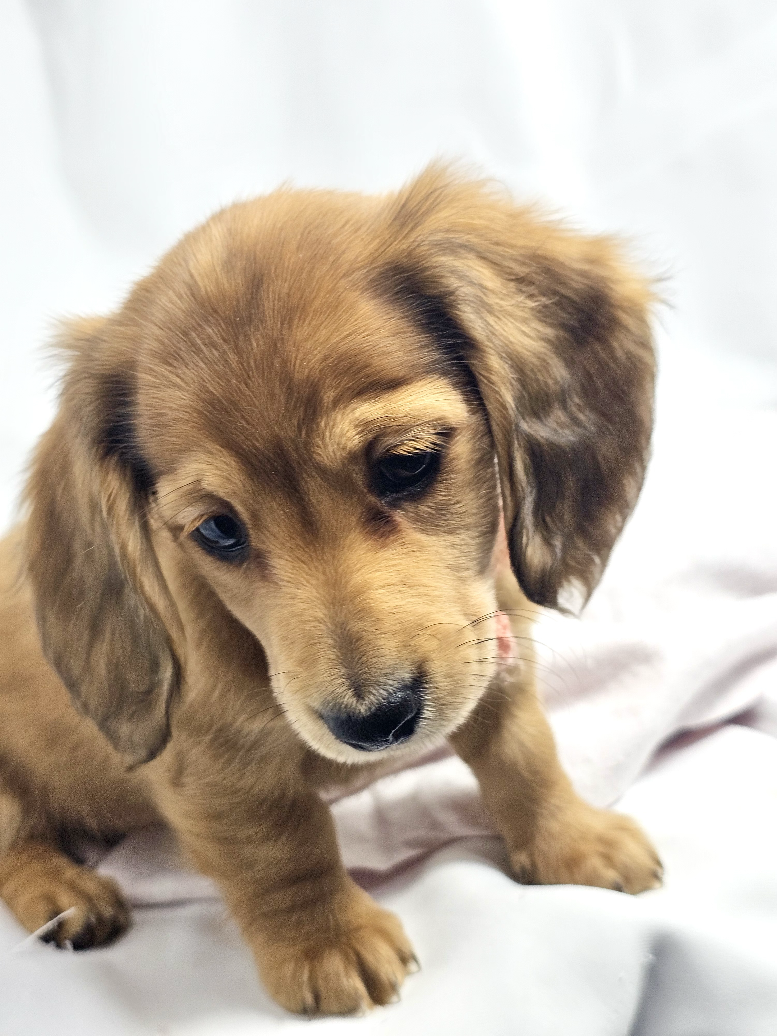 Bean aka Chloe (RESERVED, longhaired girl)