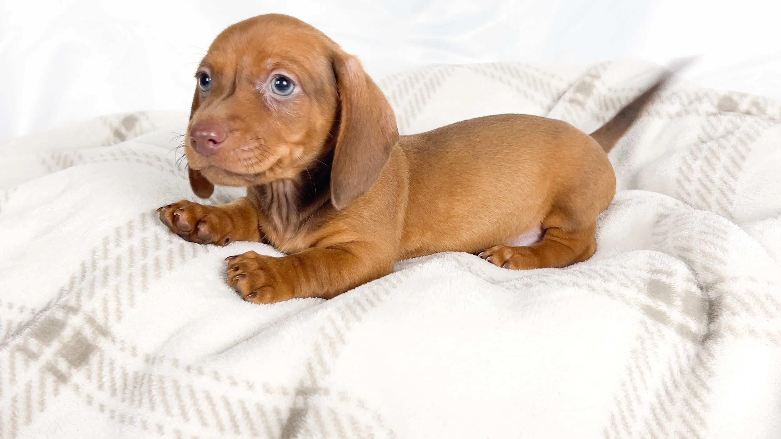 Thai tea (RESERVED, shorthaired boy)