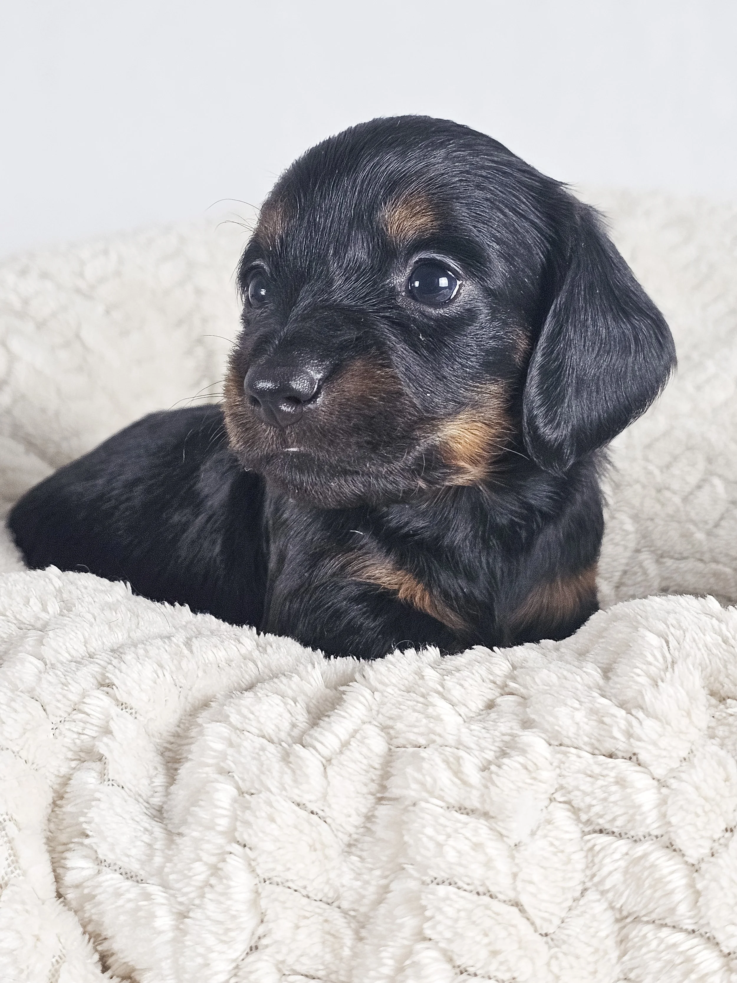 Brown sugar (longhaired boy, $2000 with a $500 deposit towards total)
