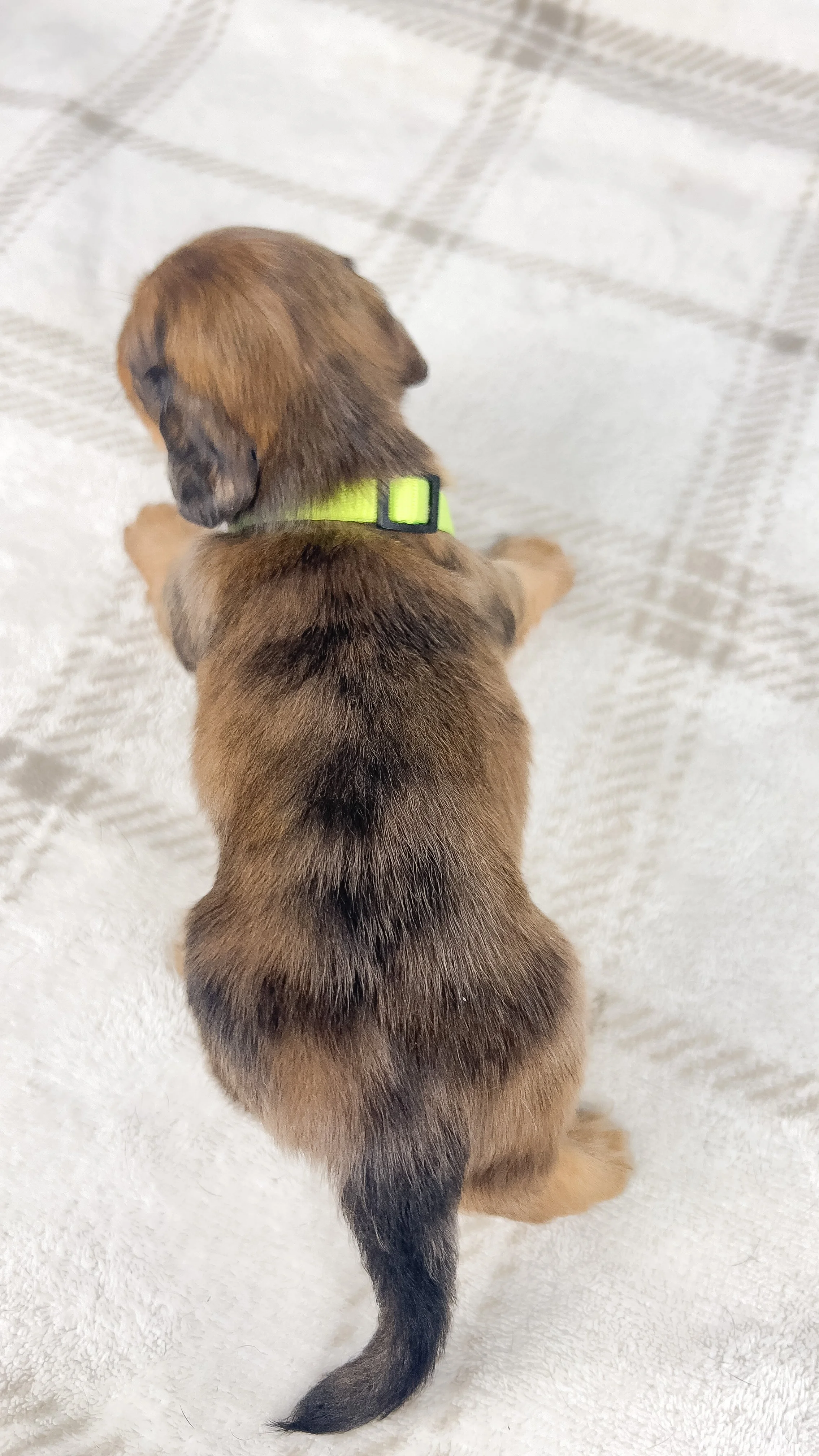 Peanuts (RESERVED, longhaired boy)