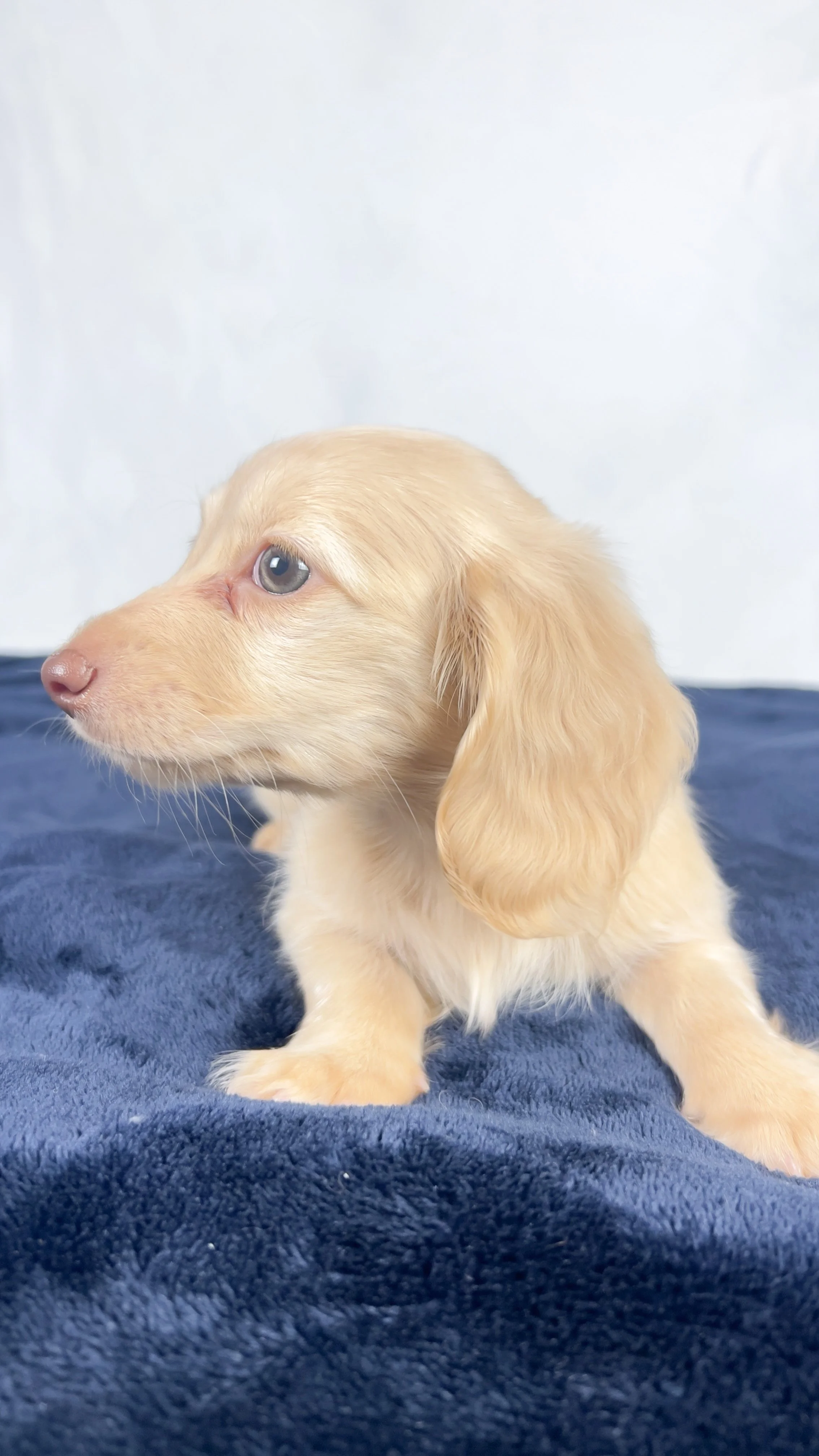 Vanilla (RESERVED, longhaired girl)