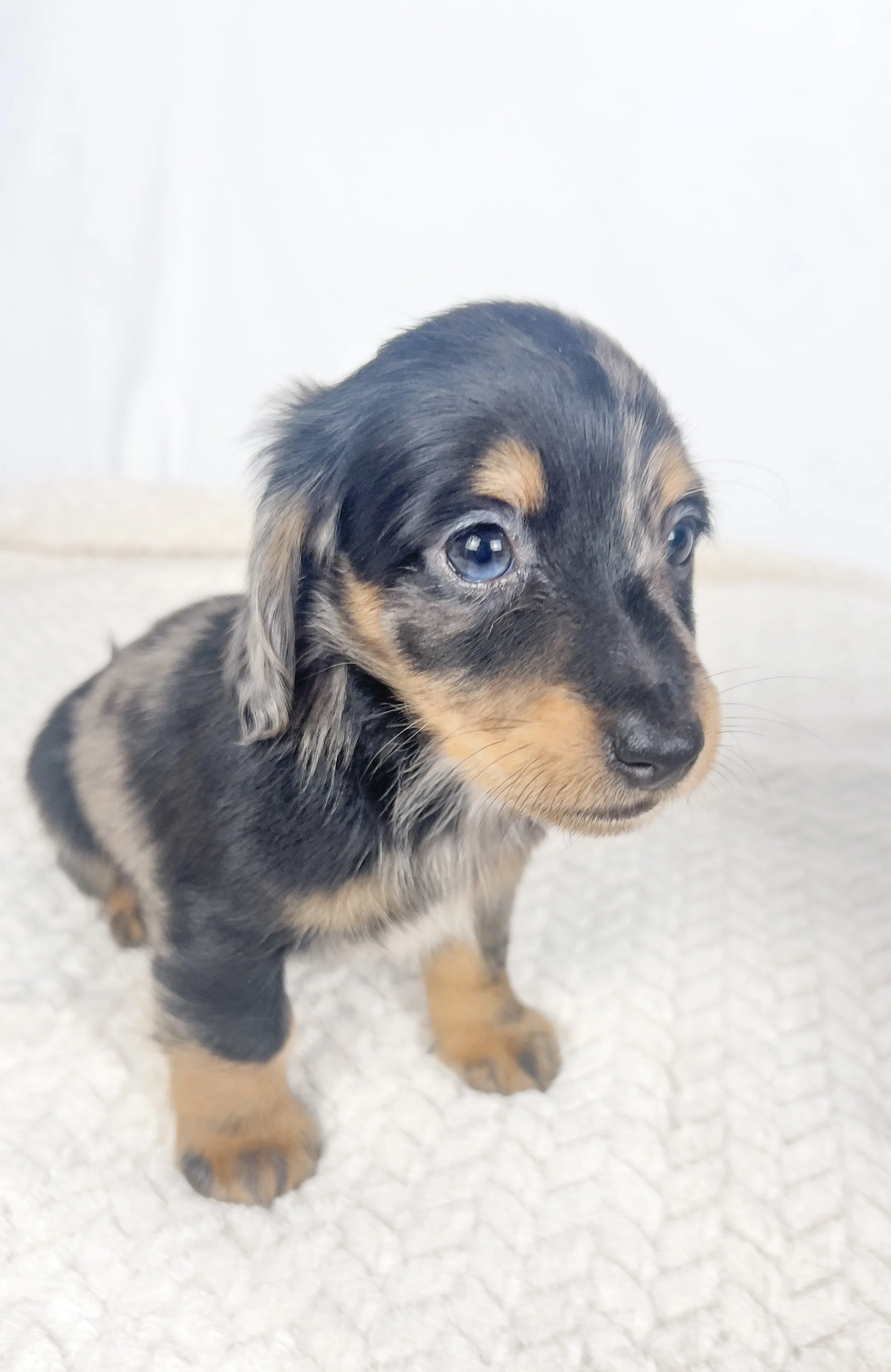 Chocolate aka Frankie (RESERVED, longhaired boy)