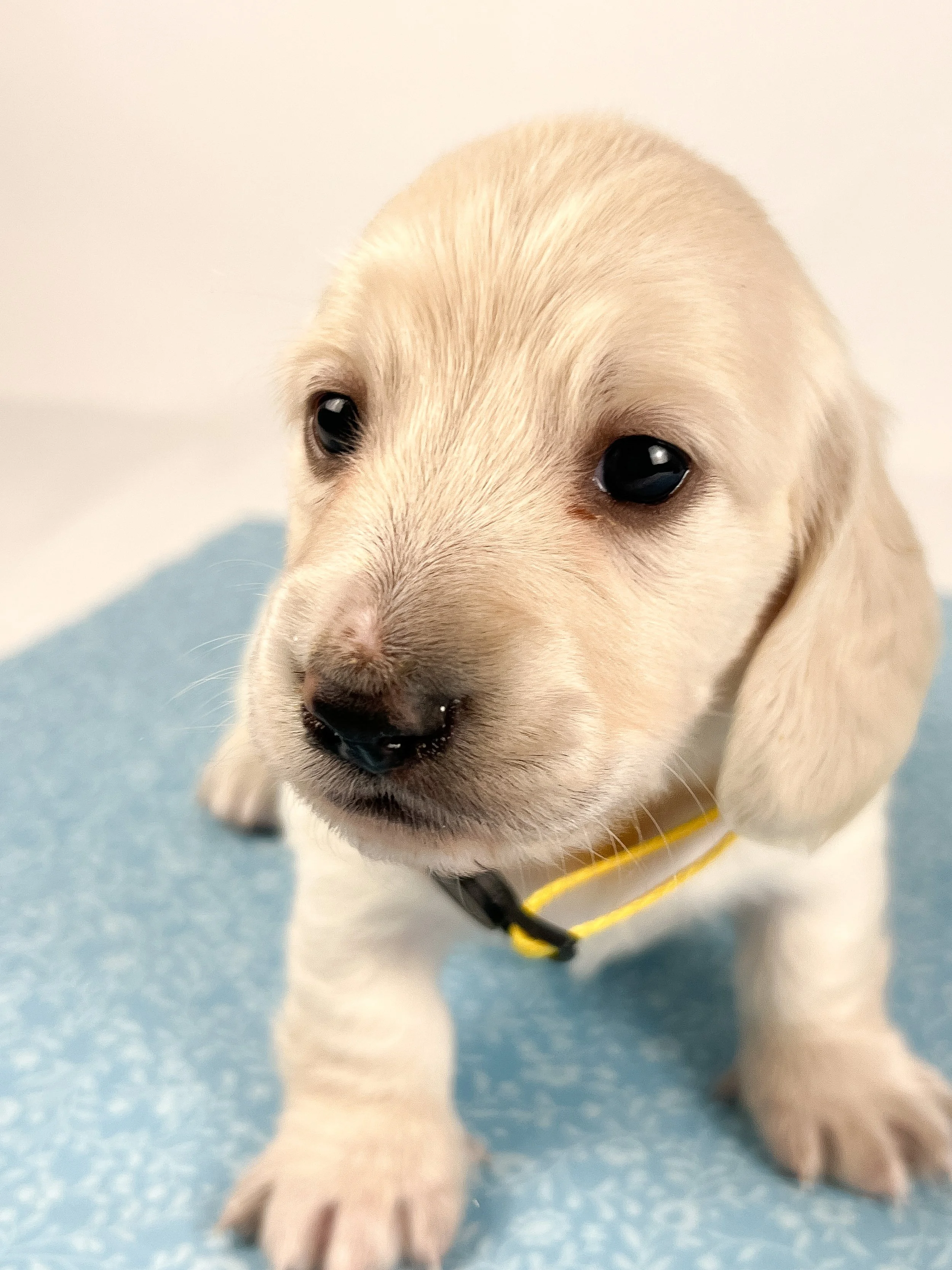 Mozzarella (longhaired boy, $4000 with a $500 deposit towards total)