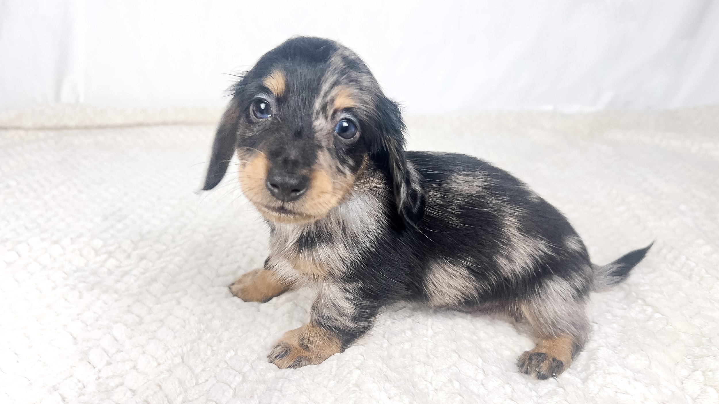 Chocolate aka Frankie (RESERVED, longhaired boy)