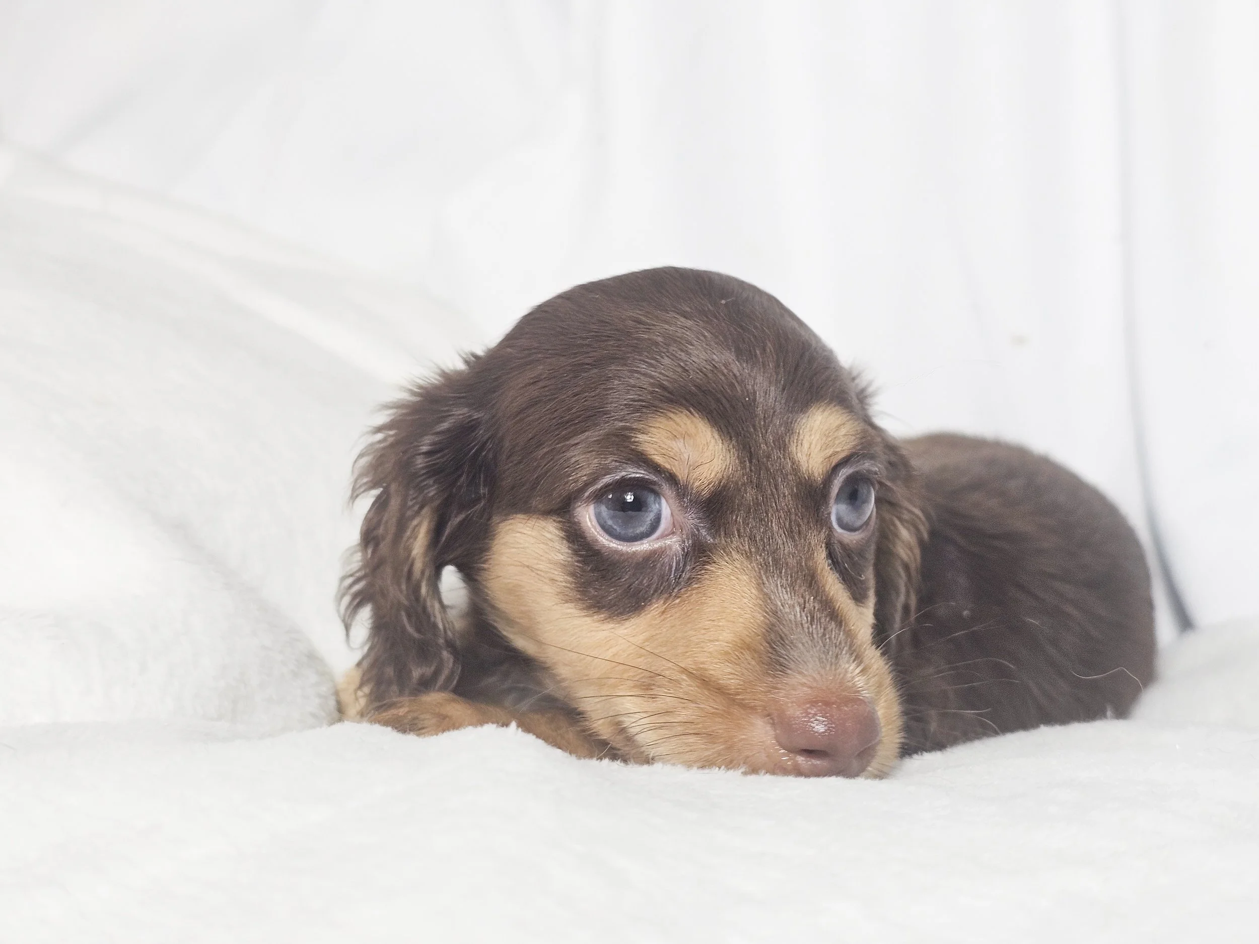 Twists HBBQ (RESERVED, longhaired boy)