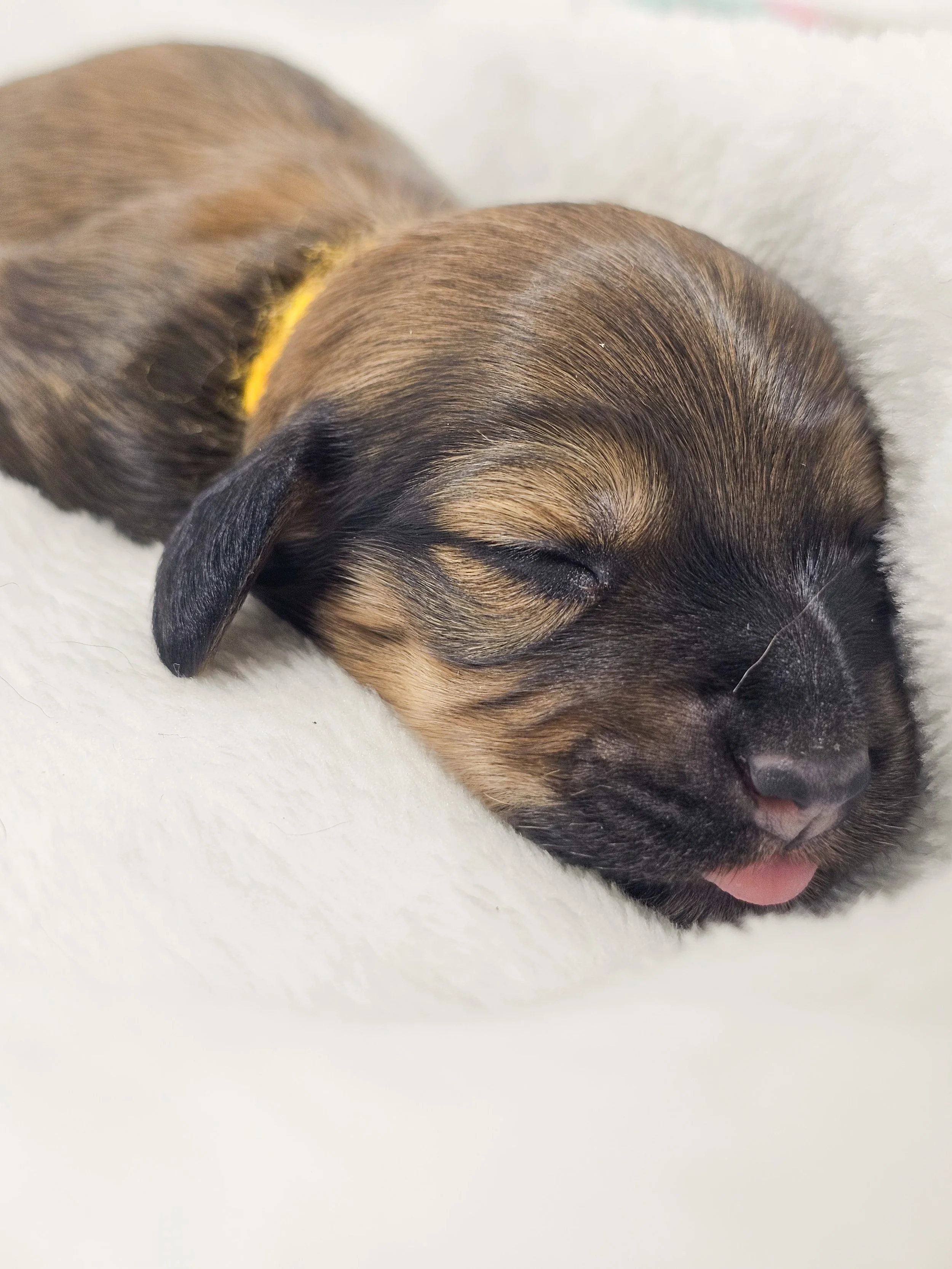 Sunflower (longhaired girl, $4000 with a $500 deposit towards total)