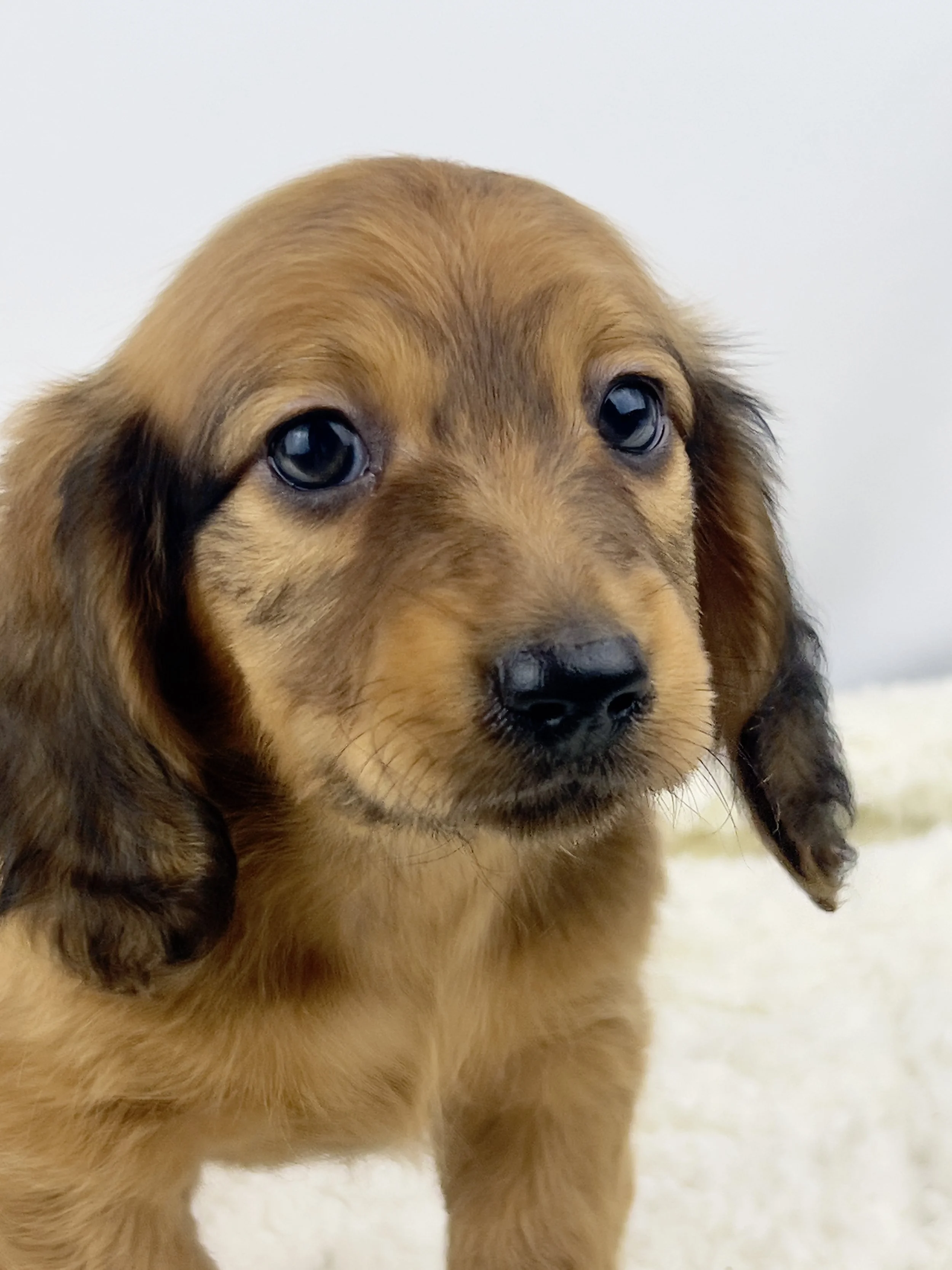 Pecan Crunch aka Duke (RESERVED, longhaired boy)