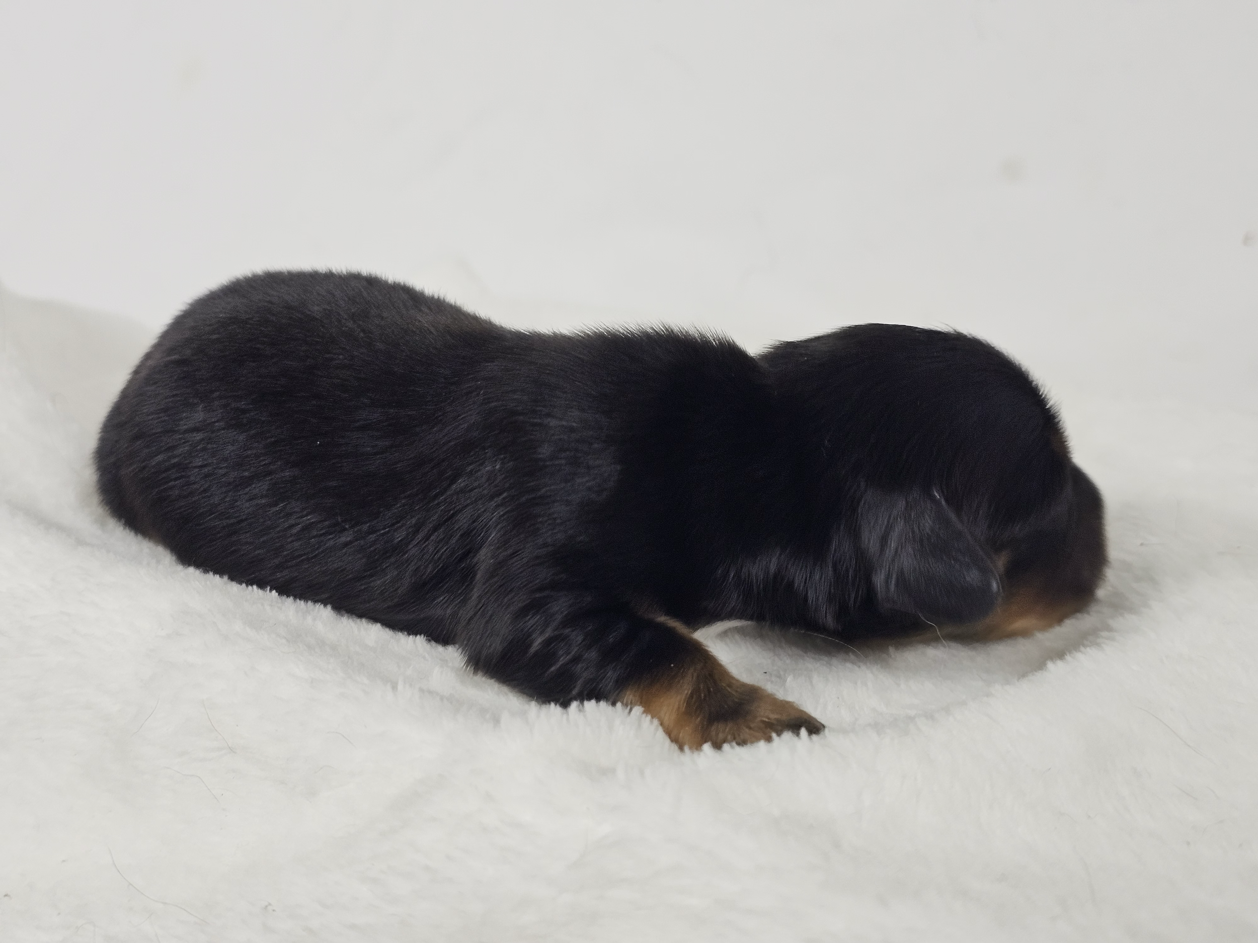 Limon (longhaired girl, $3000 with a $500 deposit towards total)