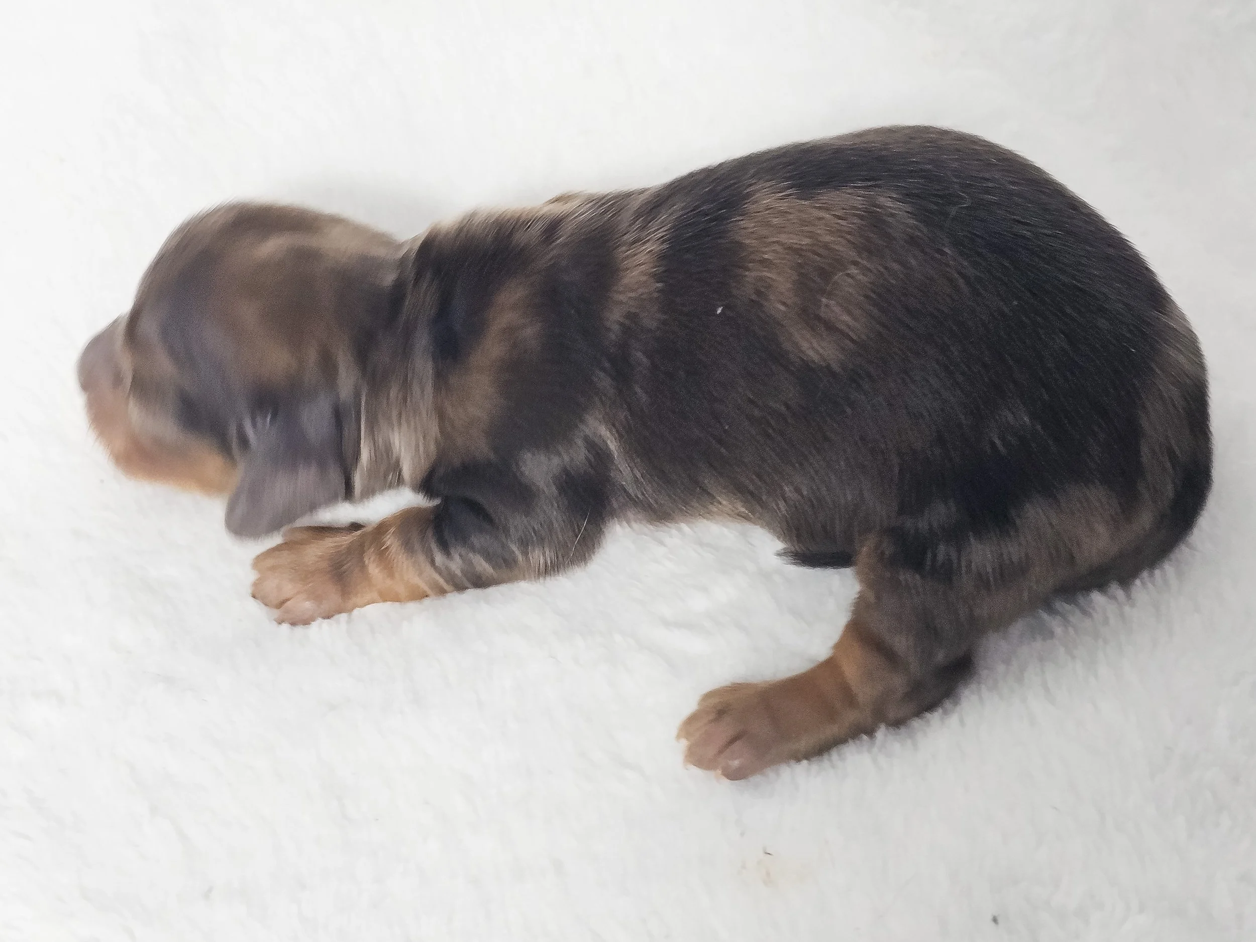 Fig (longhaired boy, $3000 with a $500 deposit towards total)