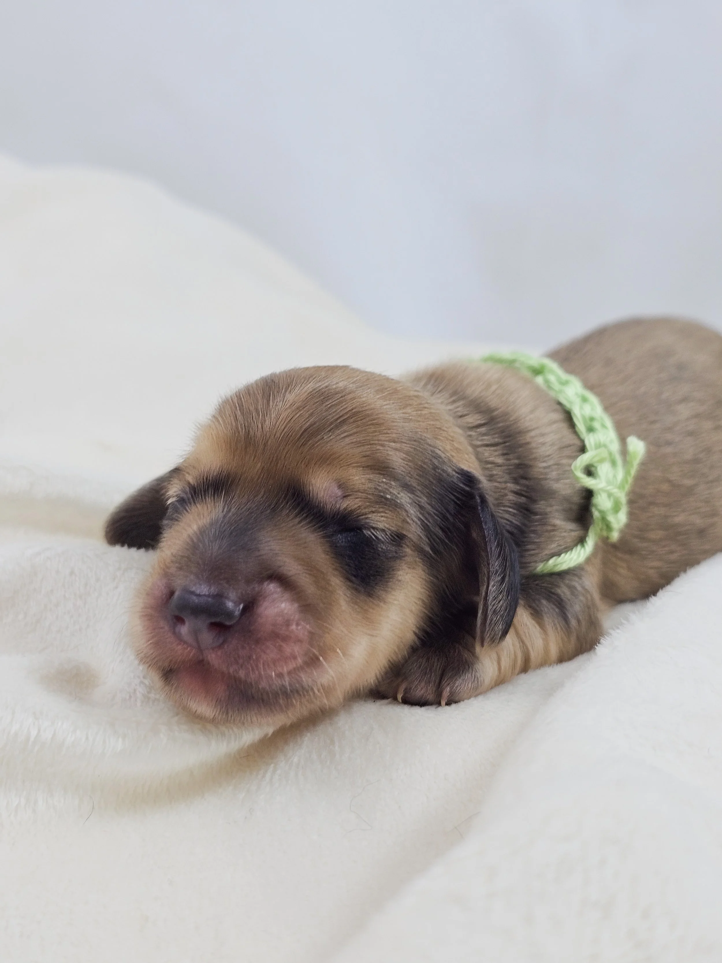 Pickles (longhaired boy, $3300 with a $500 deposit towards total)