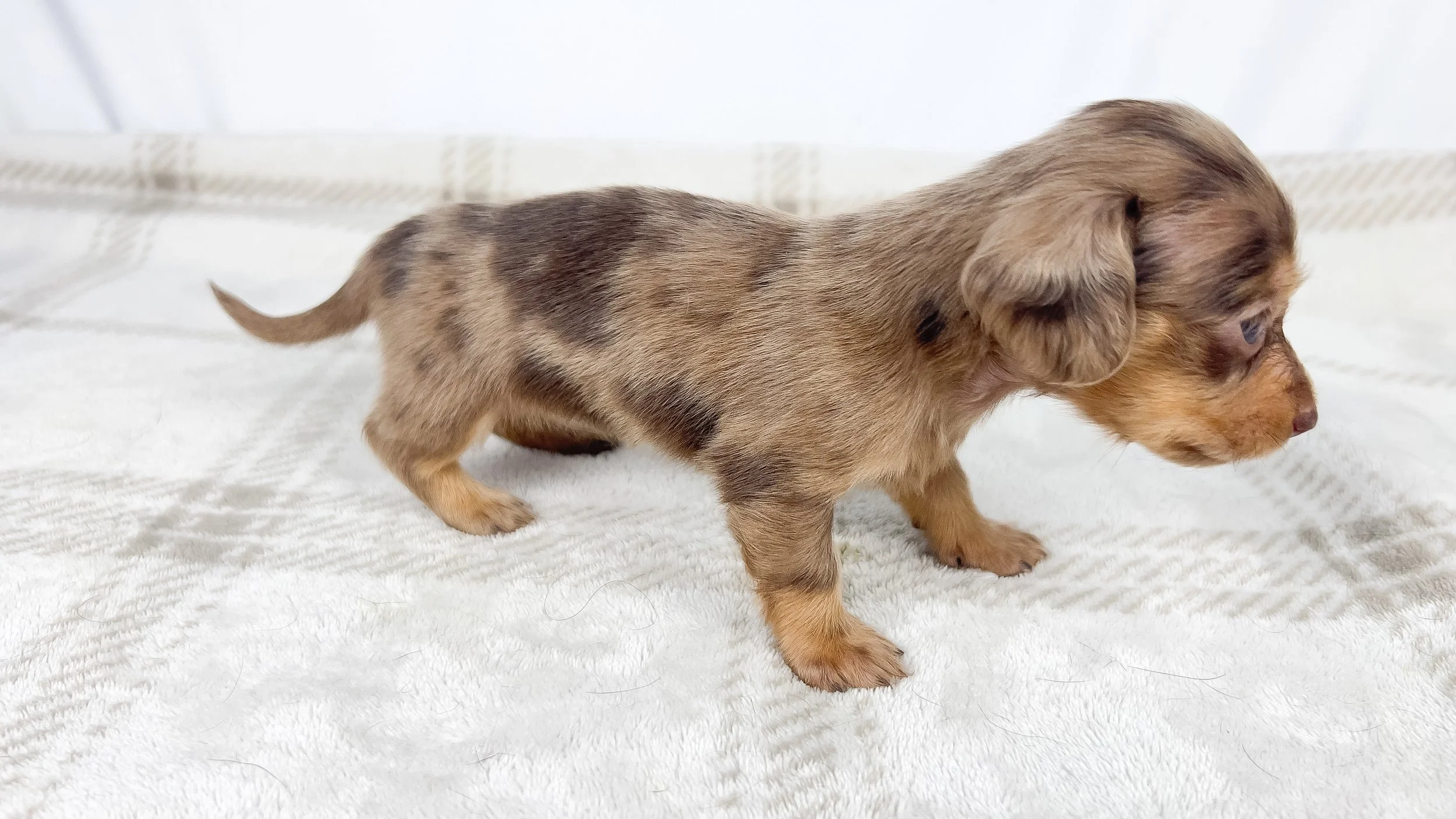 Hot fudge aka Reese (RESERVED, longhaired girl)